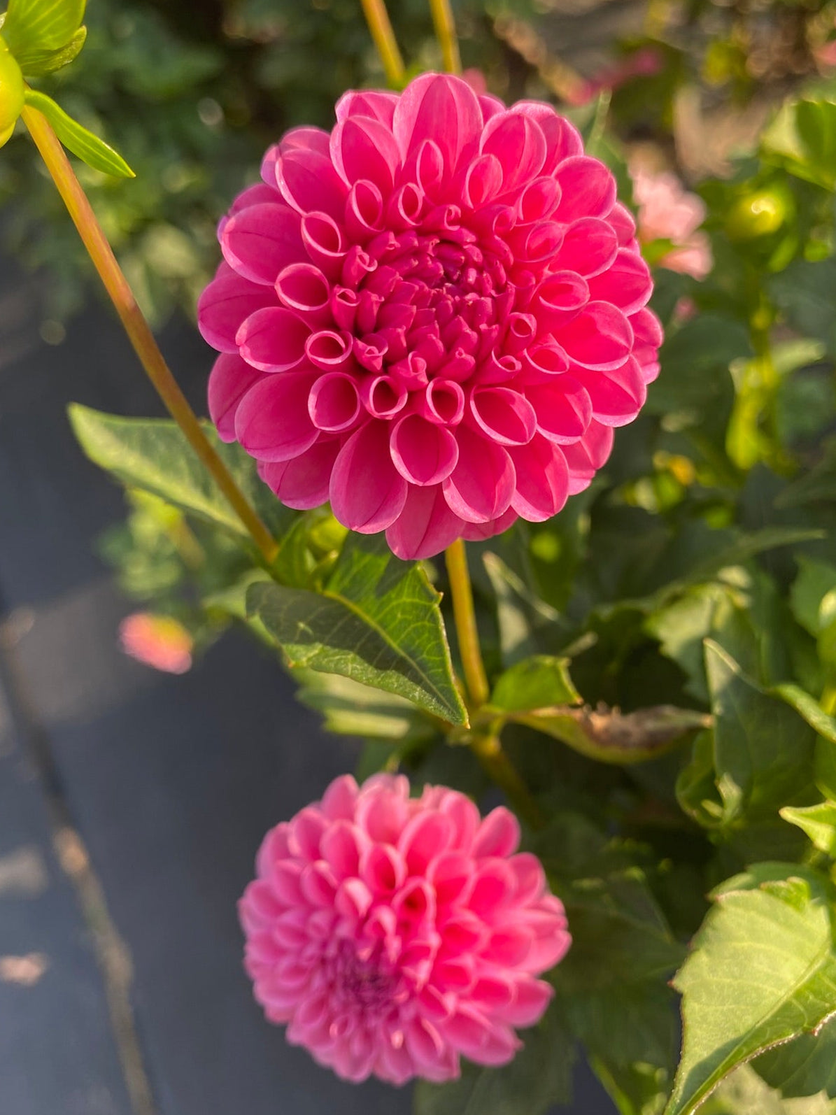 Pink flowers with green leaves on a blurred background
