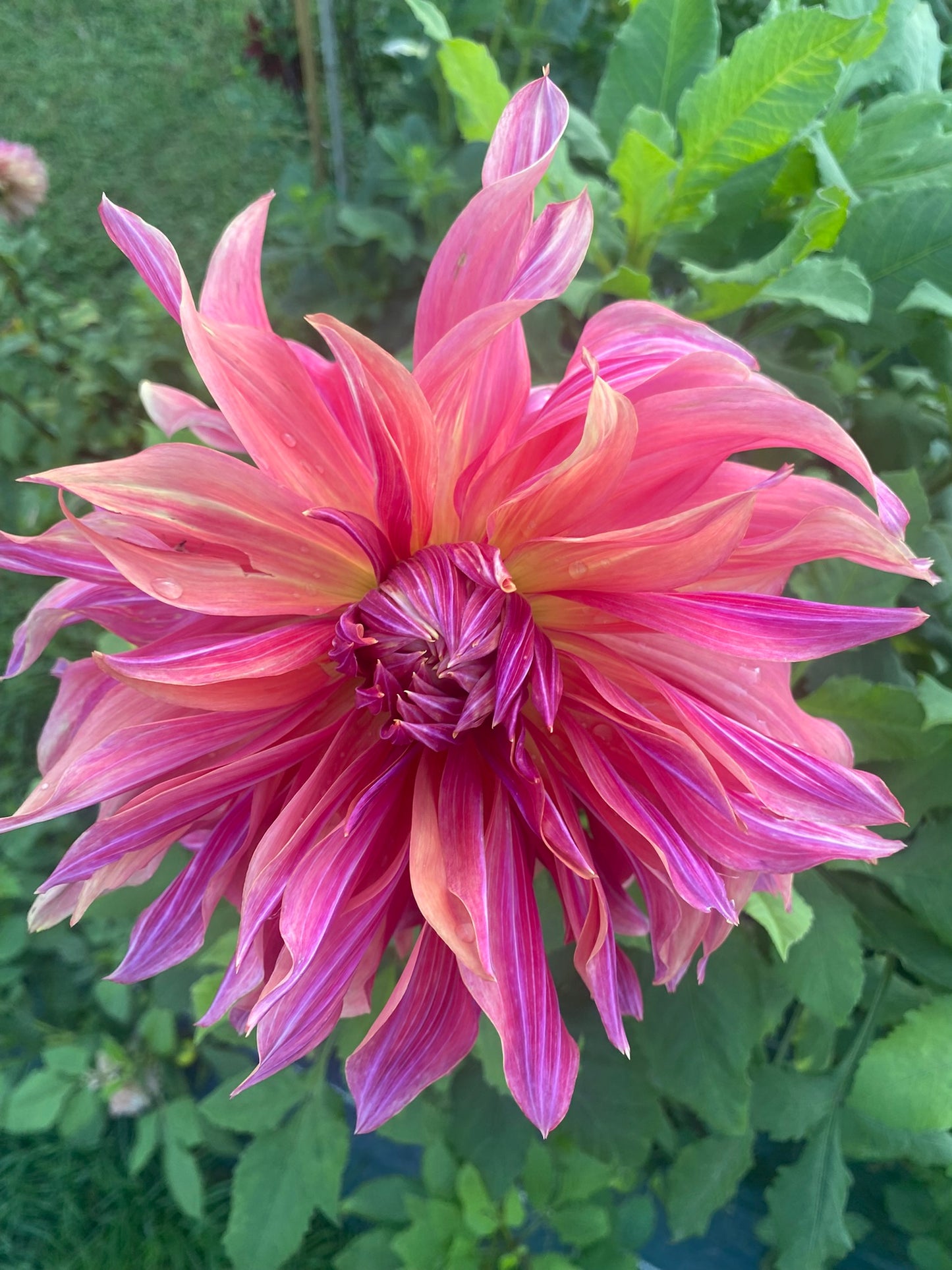 Penhill Dark Monarch Dahlia Tuber – Giant Informal Decorative, Dark Blend, 8–10" Blooms