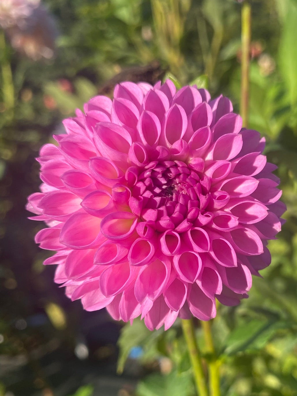 Close-up of a pink flower with a blurred green background