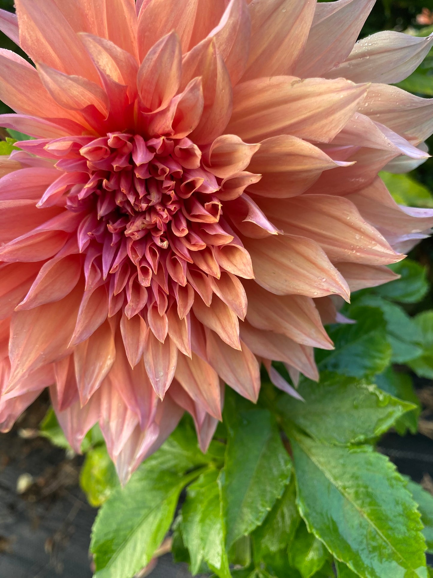 Sherwood's Peach Dahlia Tuber – Informal Decorative, Bronze, 6–8" Blooms
