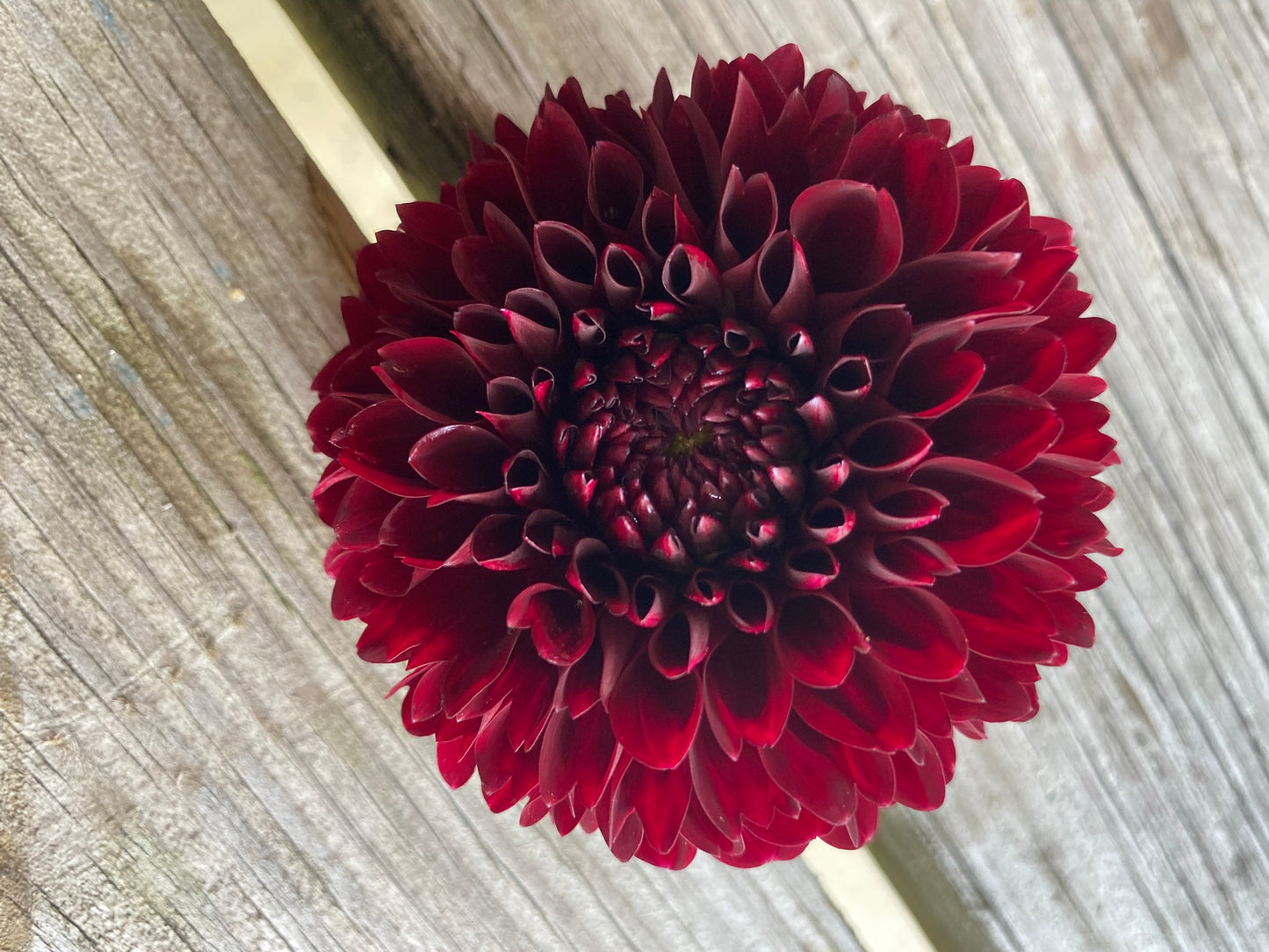 Jowey Mirella Dahlia Tuber – Ball, Dark Red 4" Blooms
