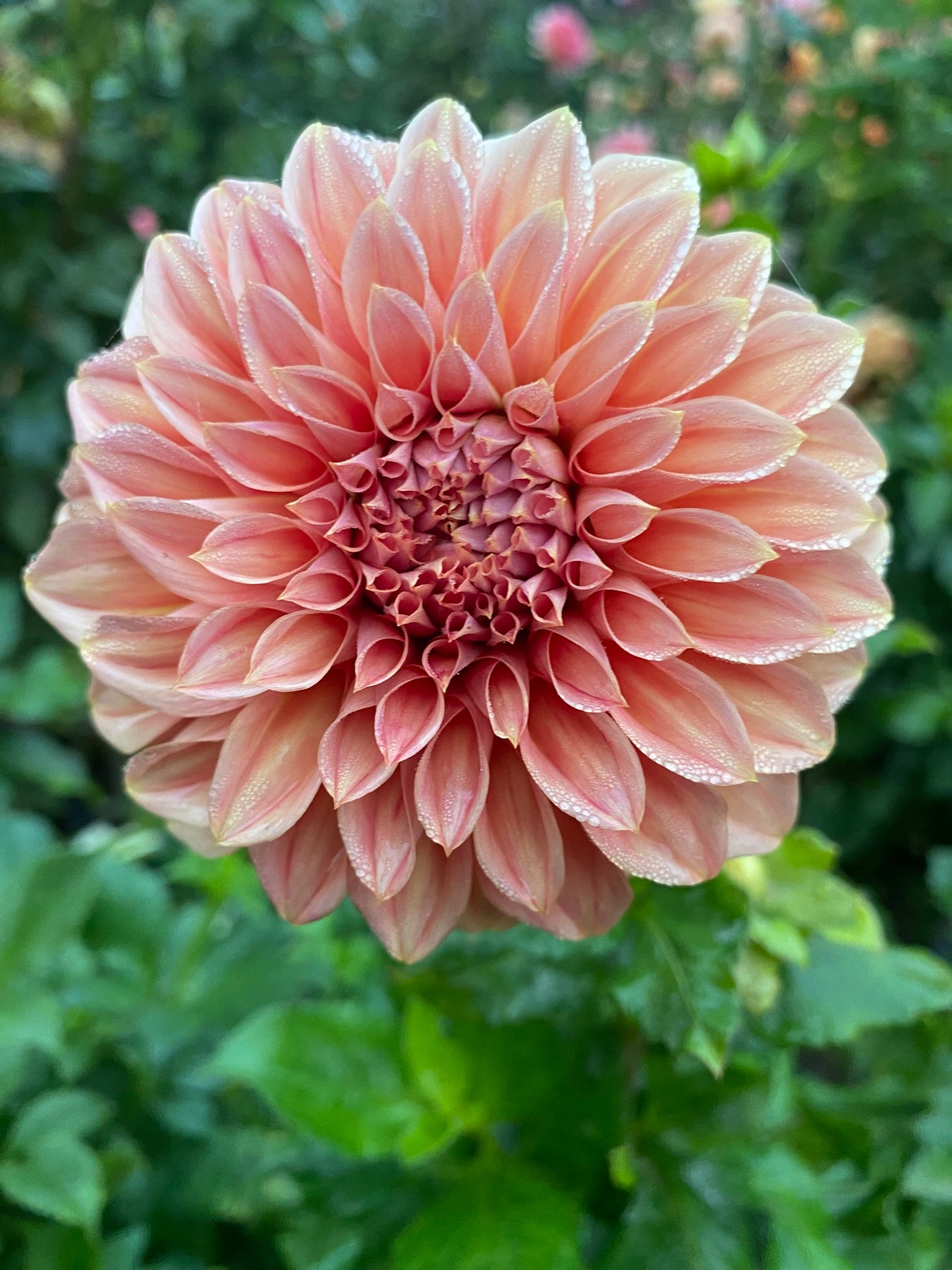 Sylvia Craig Hunter Dahlia Tuber – Formal Decorative, Orange 6" Blooms