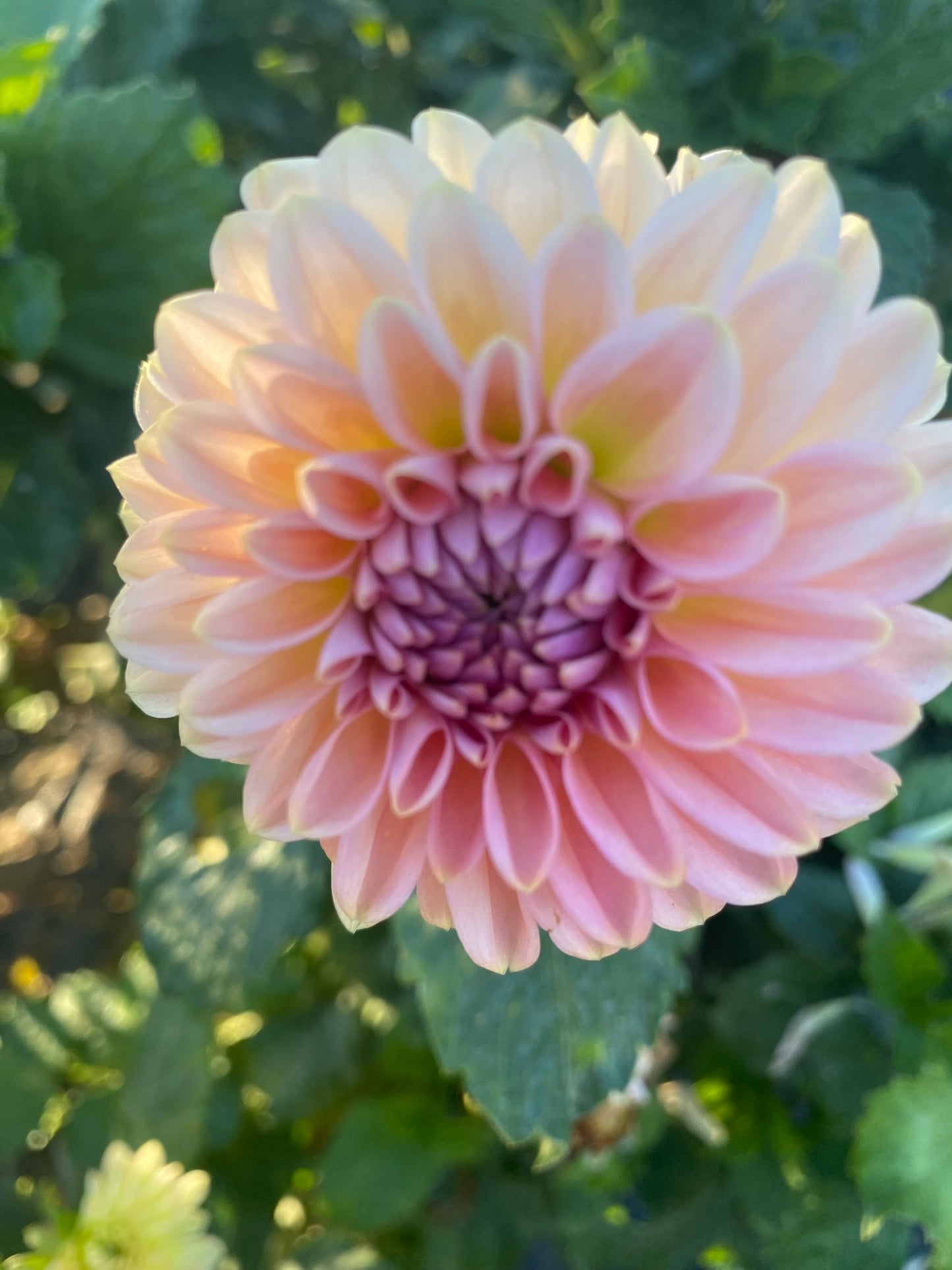 Cupcake Dahlia Tuber Small Formal Decorative Light Blend 4–5" Blooms