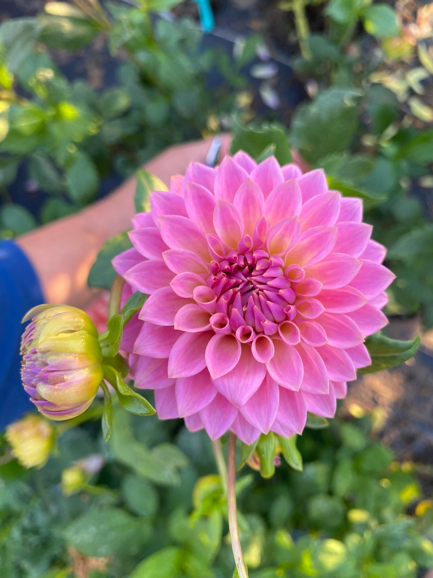 Ryecroft Pride Dahlia Tuber Medium Formal Decorative Dark Pink 6–8" Blooms