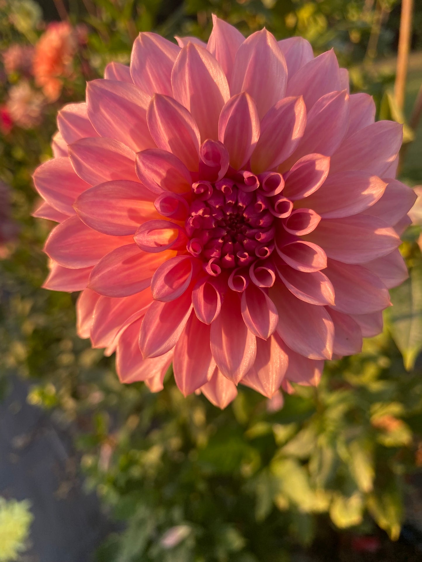 EA Seedling PK-25-ST Dahlia Tuber Stellar Pink 4–5" Blooms