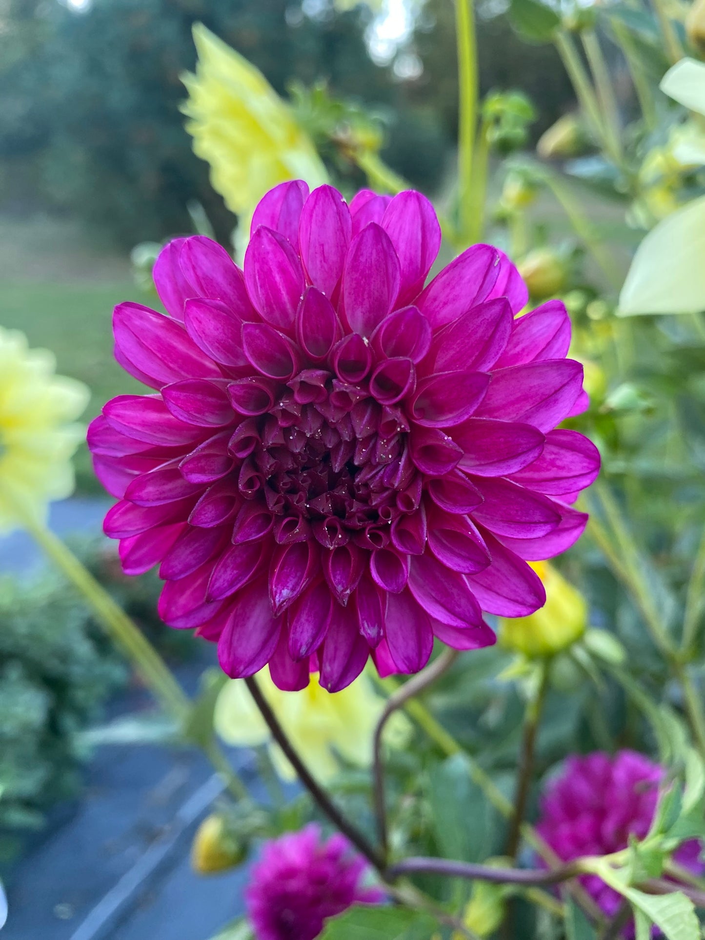Close-up of a vibrant purple flower with a blurred green background