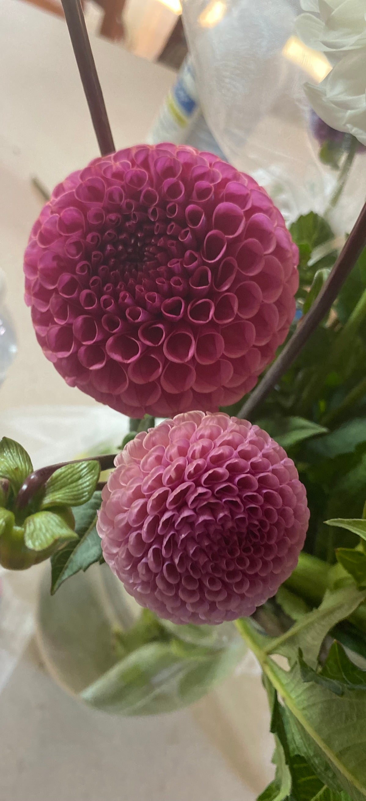 Ferncliff Rusty Dahlia Tuber Ball Raspberry 3–4" Blooms