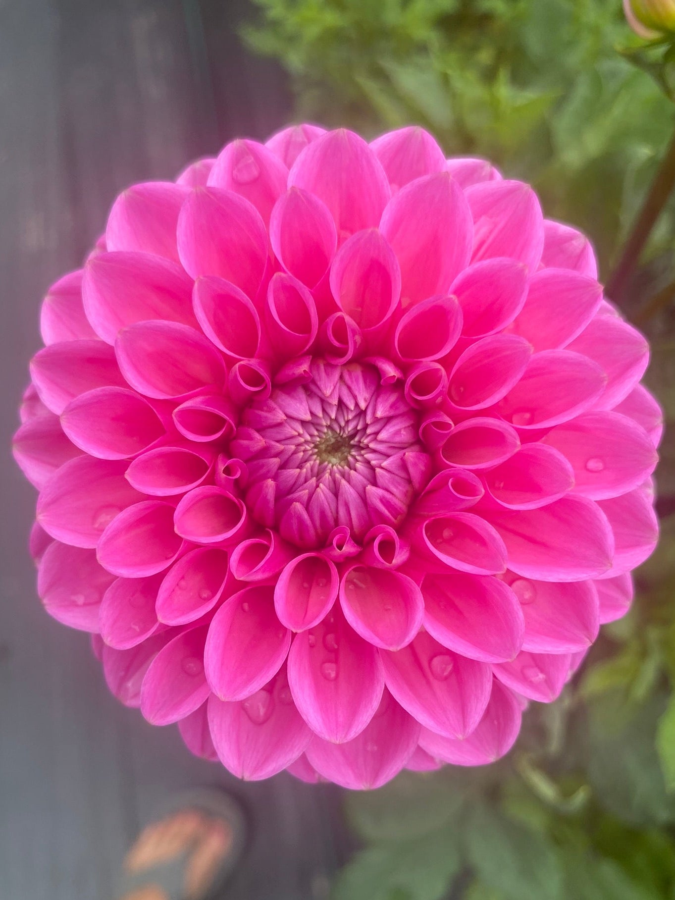 Close-up of a bright pink flower with a blurred background