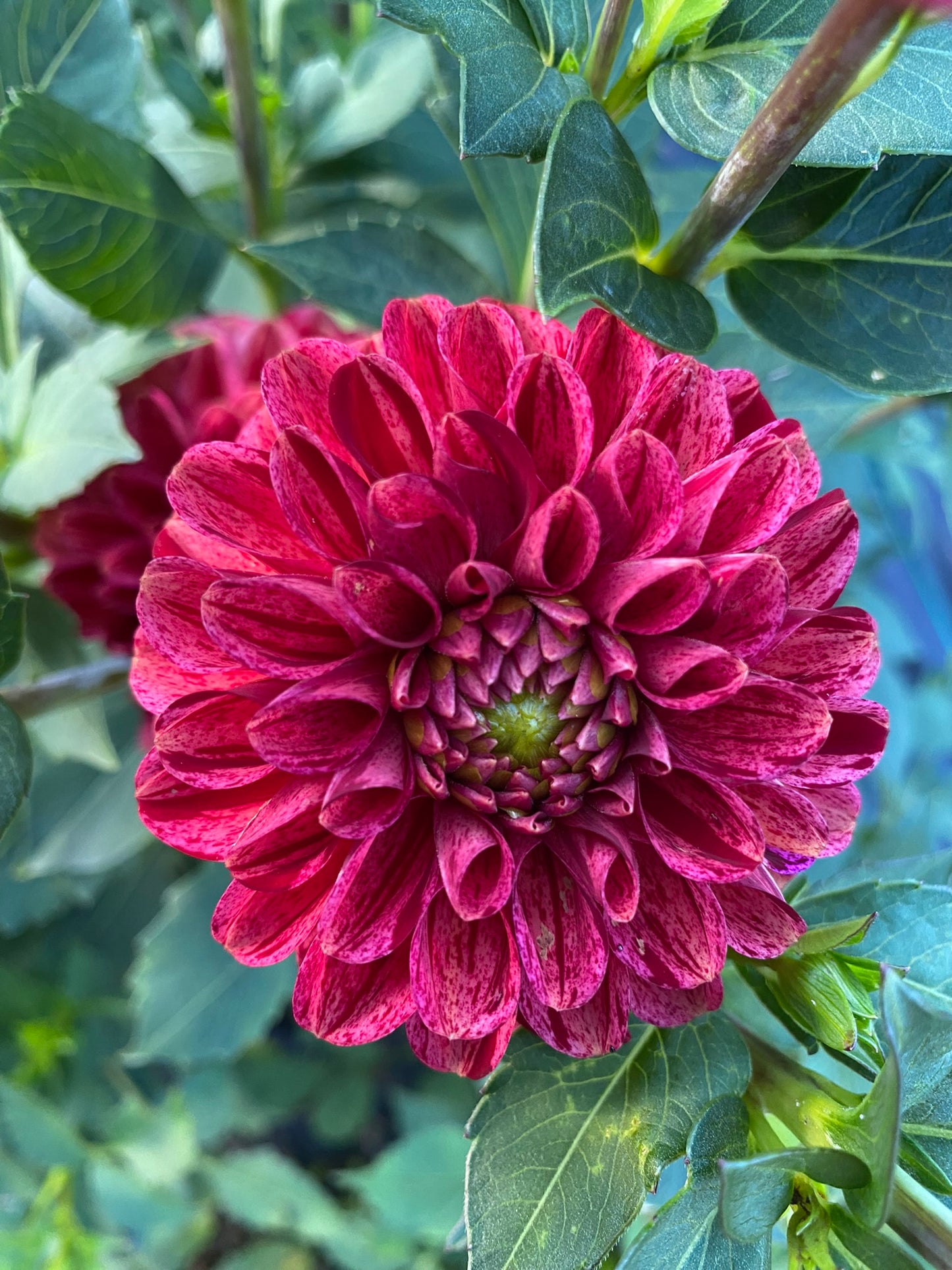 Maroon Fox Sport Dahlia Tuber Miniature Formal Decorative Dark Red Variegated 3–4" Blooms