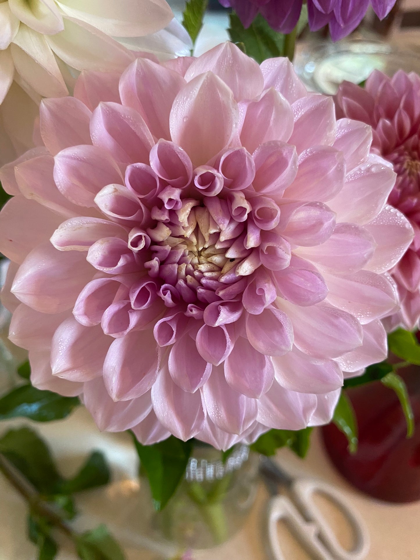 Lakeview Premier Dahlia Tuber – Formal Decorative Lavender 6" Blooms