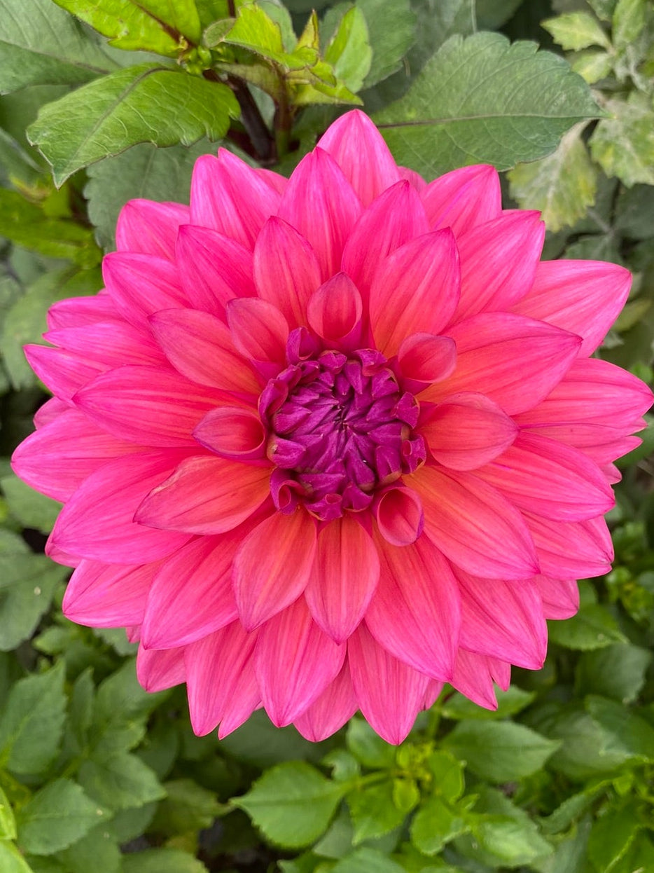Pink flower with green leaves in the background