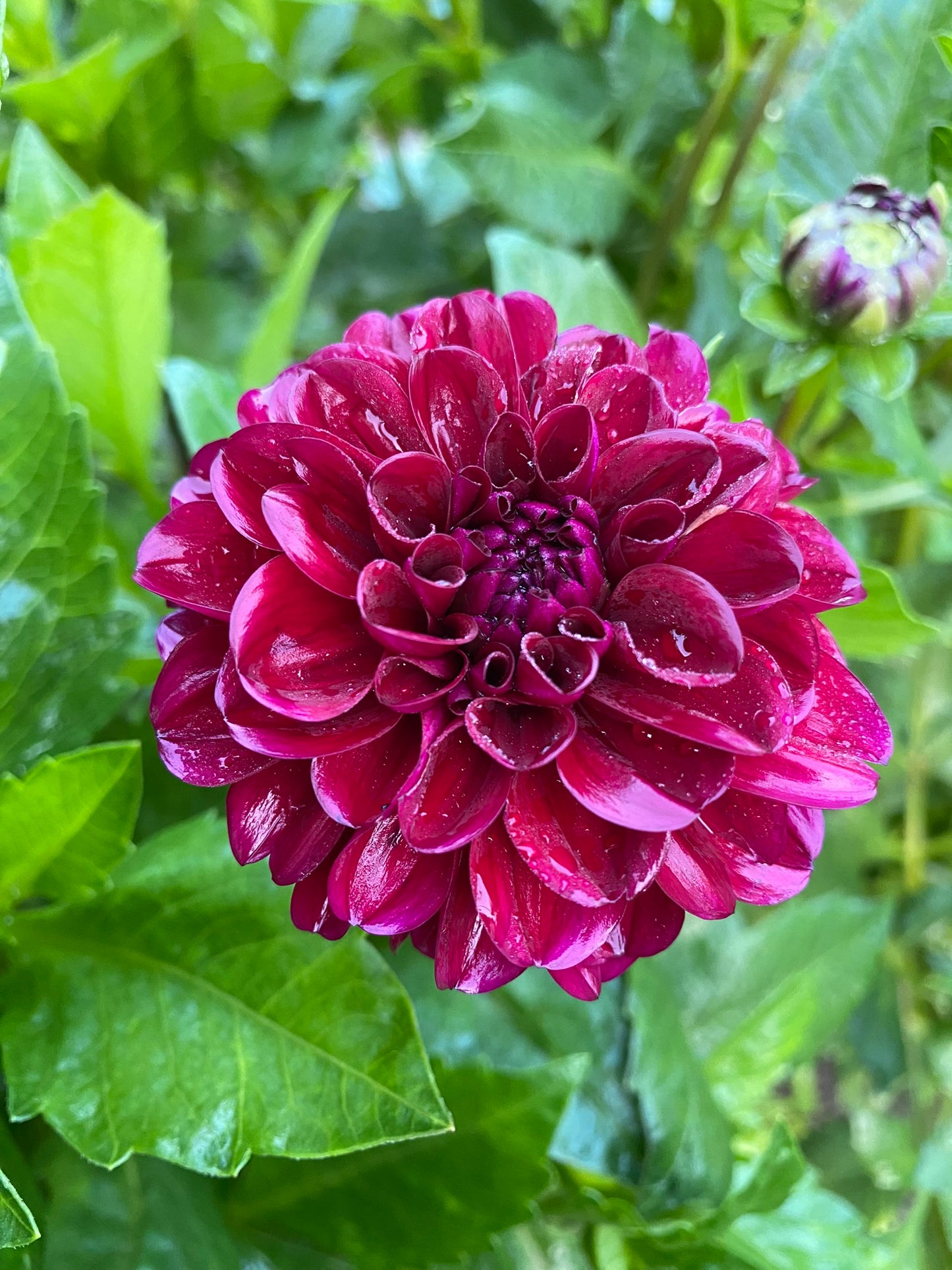 Lights Out Dahlia Tuber – Formal Decorative Dark Red 5–6" Blooms