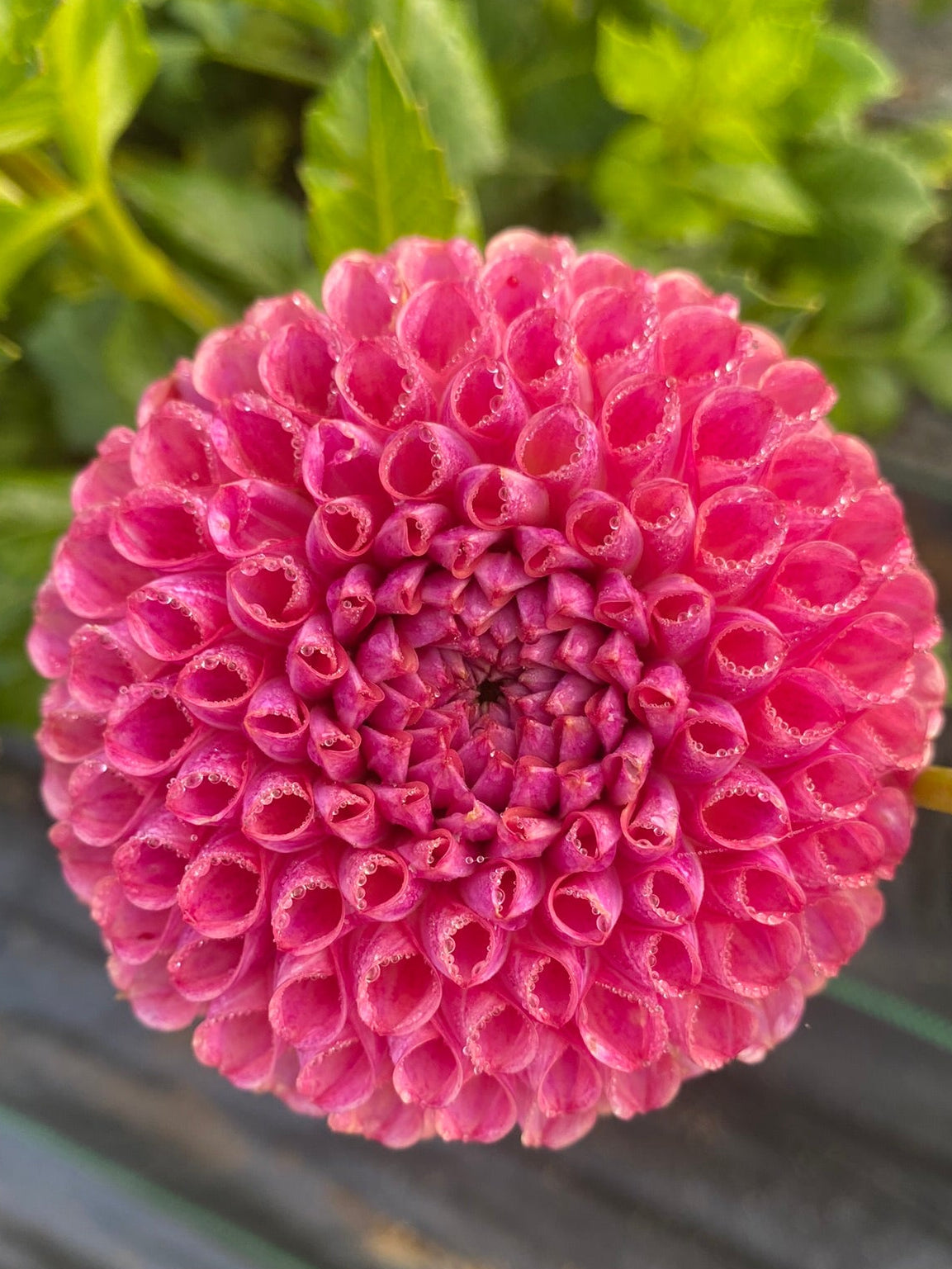 Close-up of a pink flower with green leaves in the background