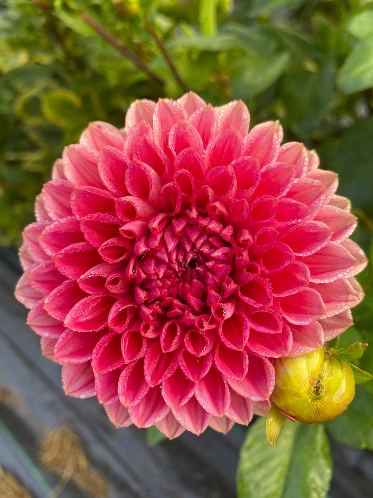 Close-up of a pink flower with green leaves in the background