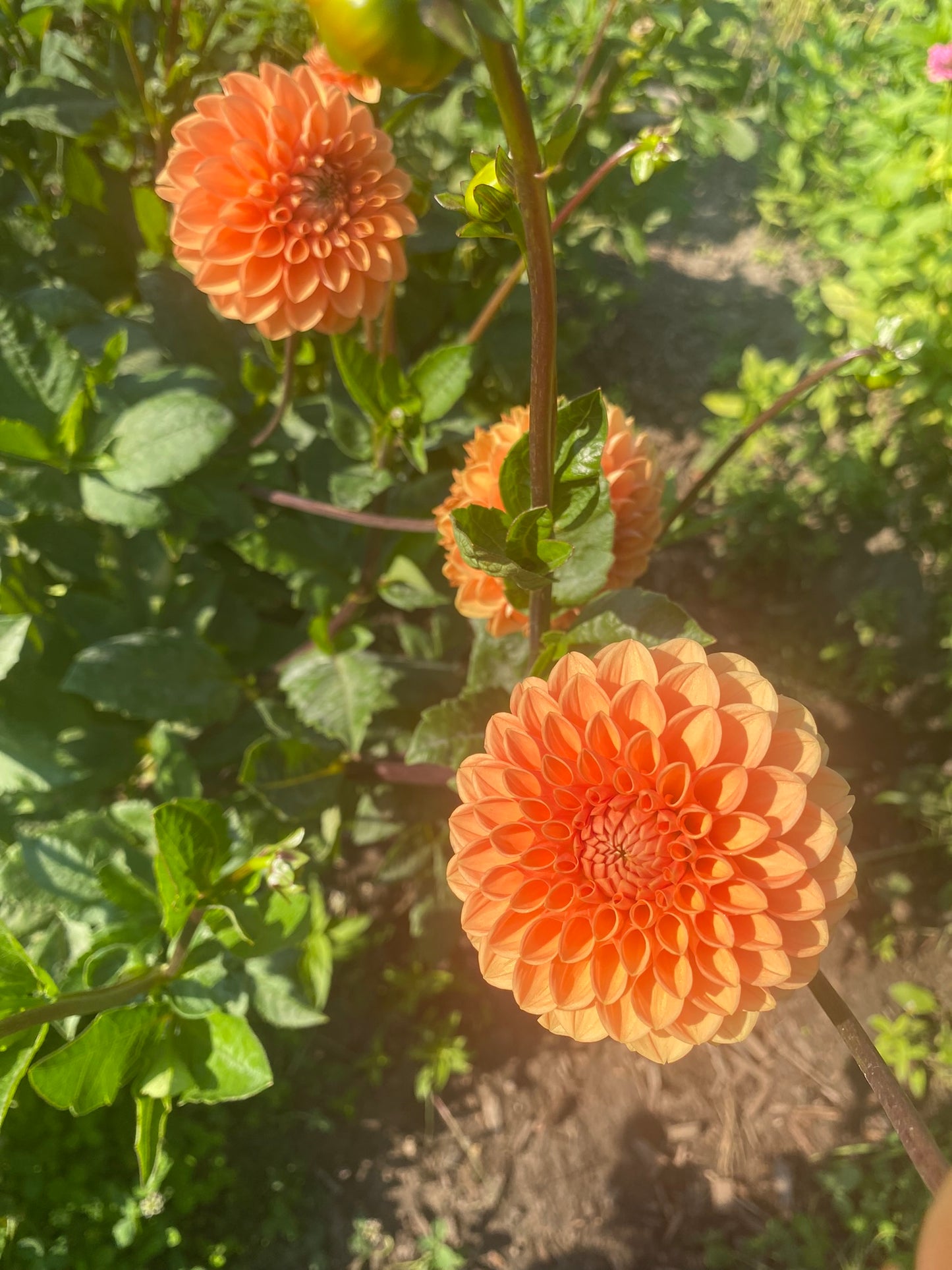 Maarn Dahlia Tuber – Formal Decorative Orange 5" Blooms