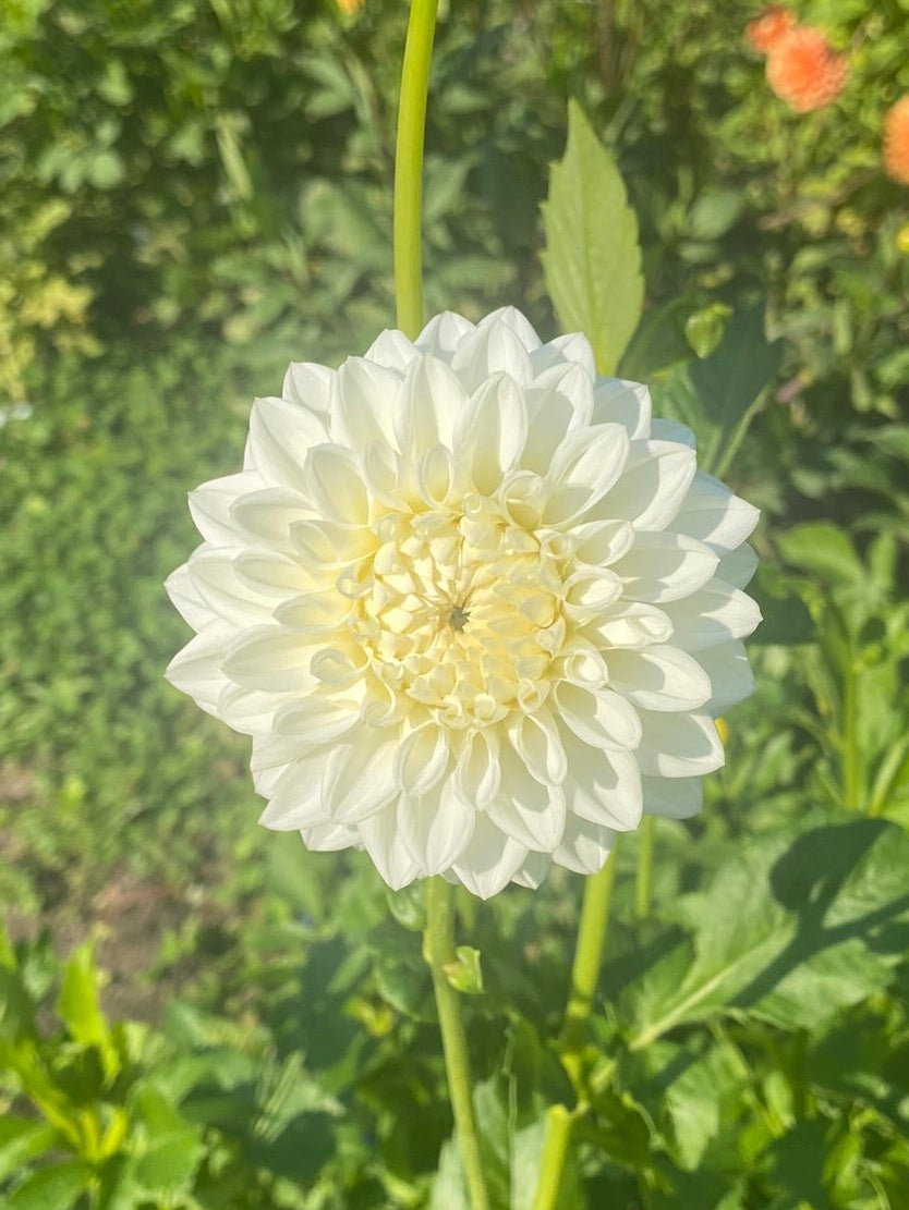 White flower in a garden with blurred background