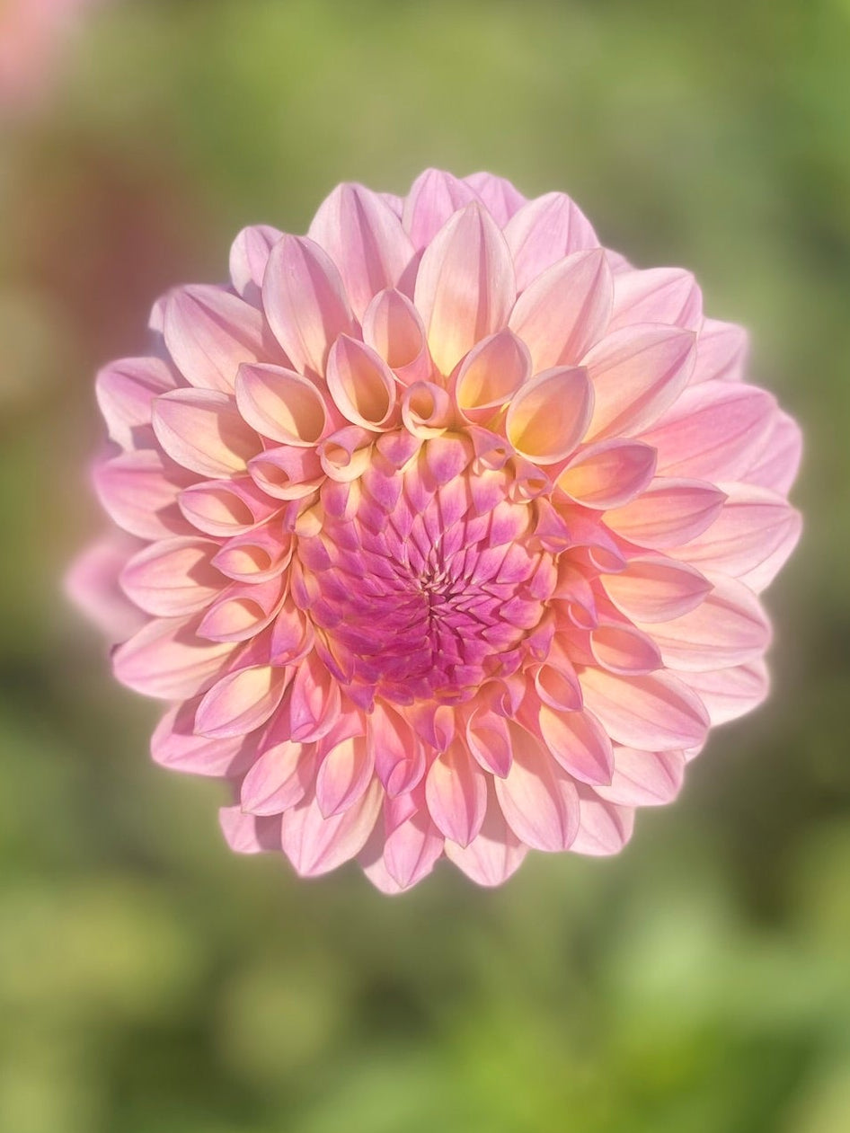 Coralie Dahlia Tuber – Coral Pink Formal Decorative 4–6" Blooms