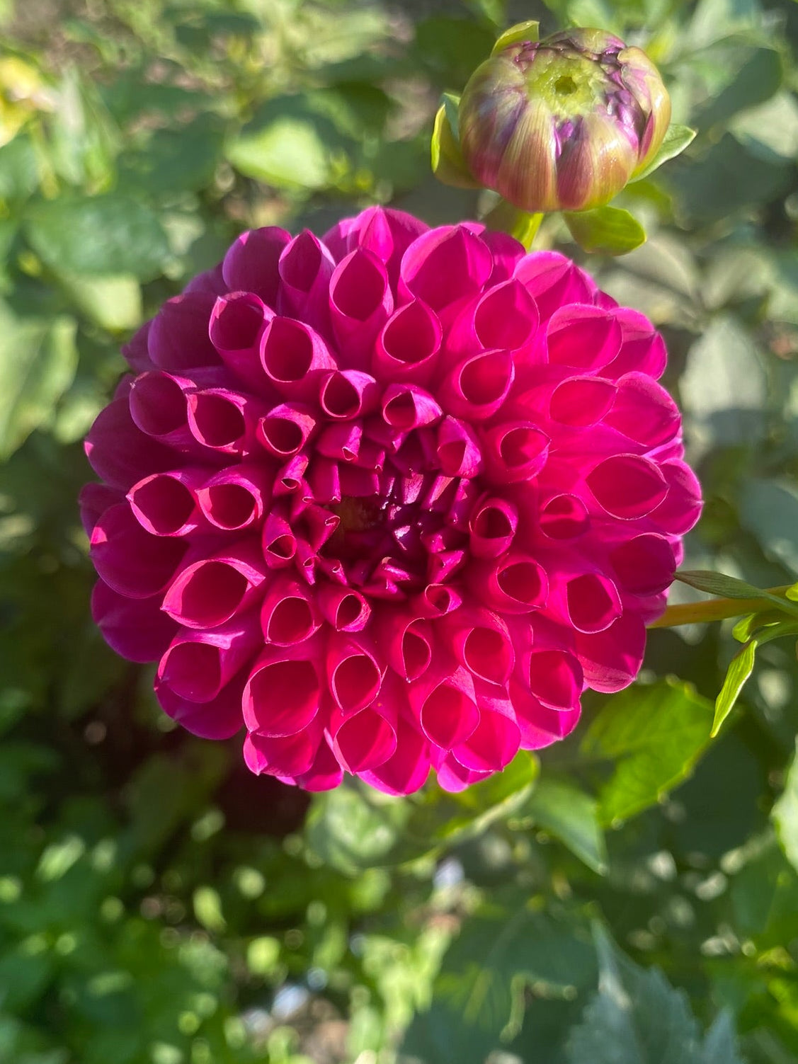 Chimacum Troy Dahlia Tuber – Ball Purple 4-5" Blooms