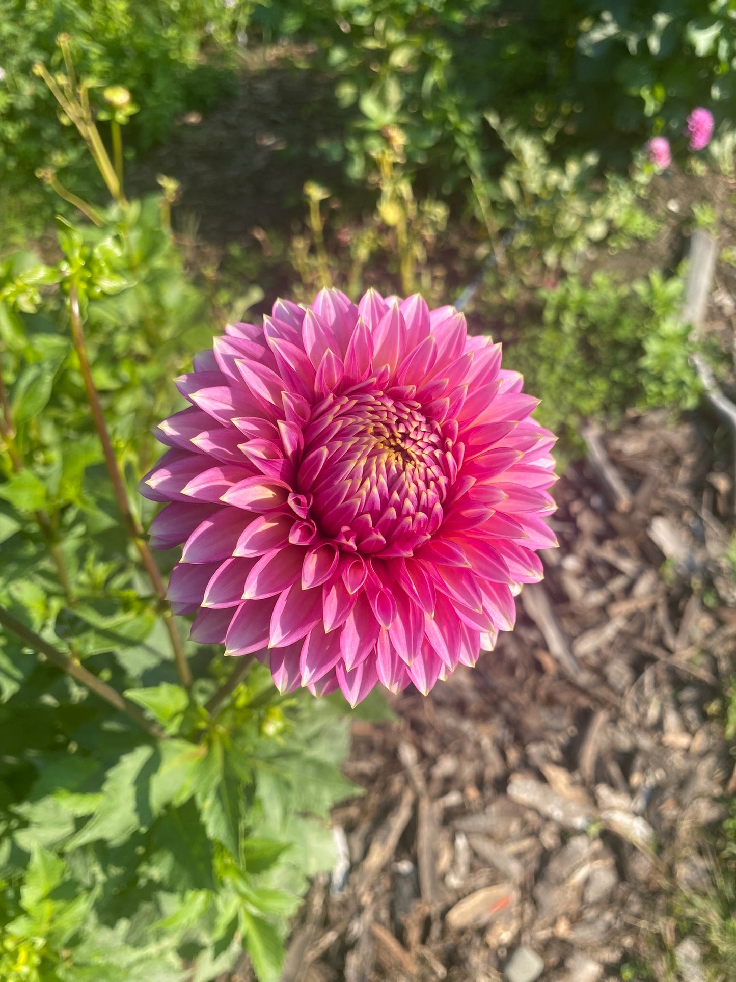 Bloomquist Mojo Dahlia Tuber – Formal Decorative Dark Pink 6–8" Blooms