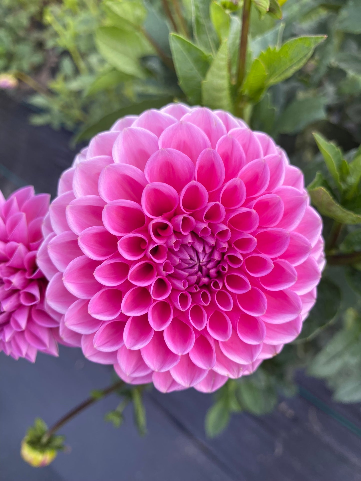 Jowey Frambo Dahlia Tuber – Miniature Ball Dark Pink 3" Blooms