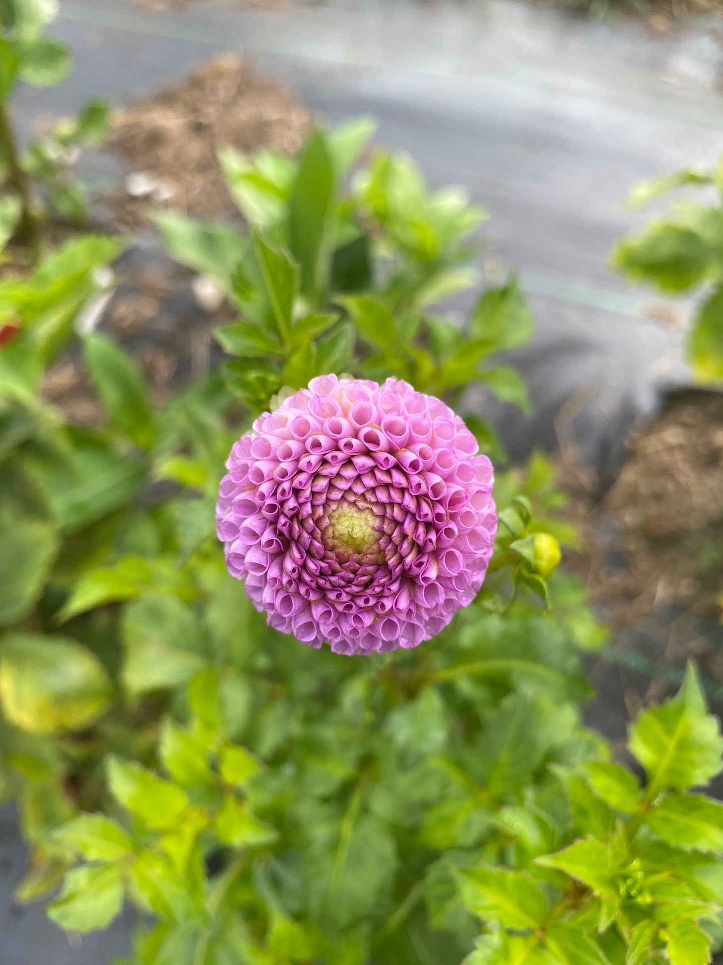 Dot Com Dahlia Tuber – Purple Pompon 2" Blooms