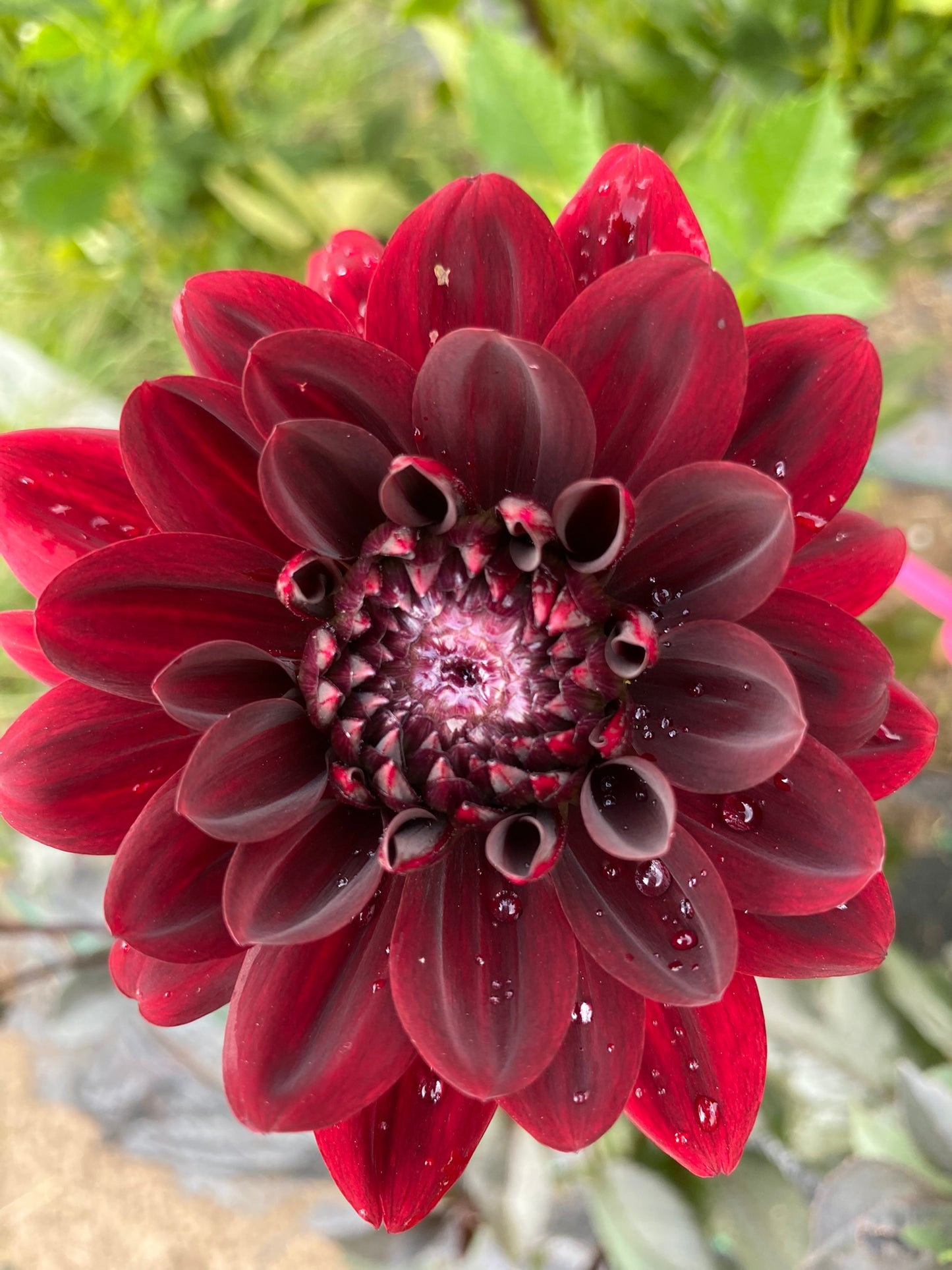 Karma Choc Dahlia Tuber Waterlily Dark Red 4–5" Blooms