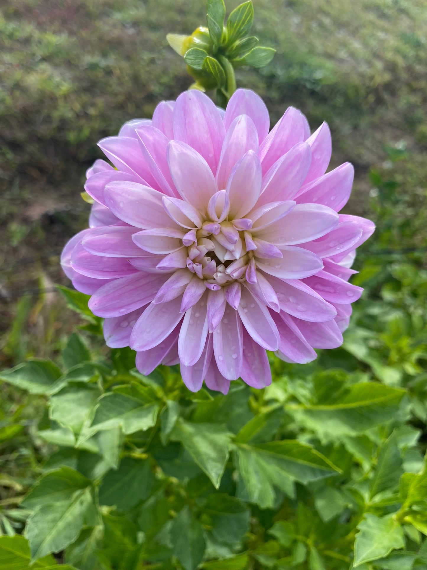 Coseytown Kay Dahlia Tuber Small Informal Decorative Light Blend 4–5" Blooms