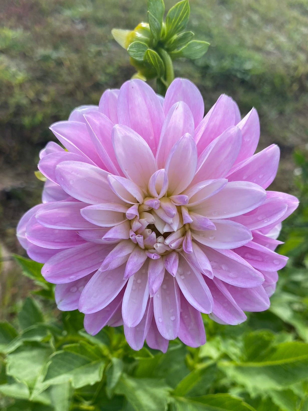 Pink flower with green leaves in the background