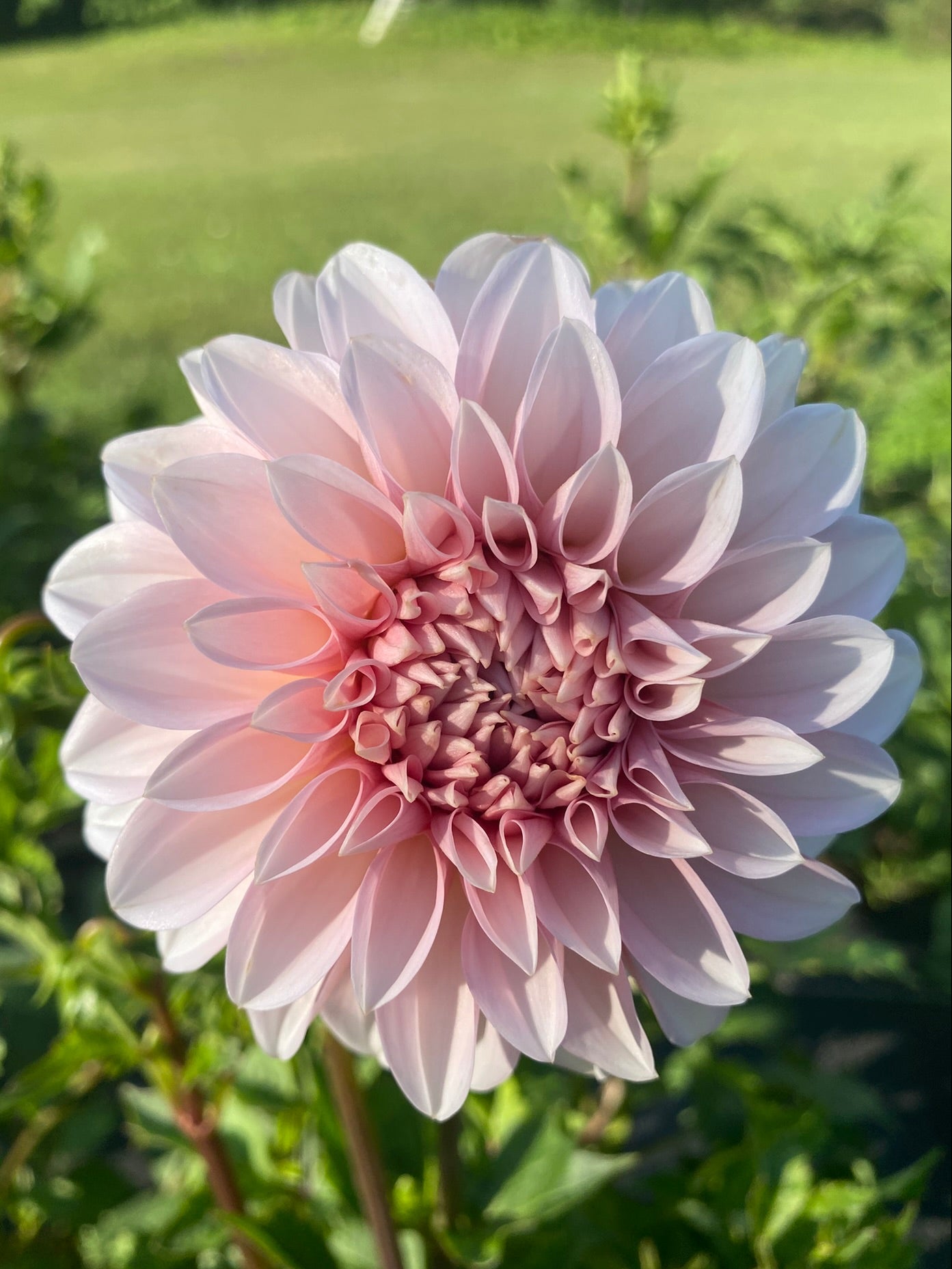Pink dahlia flower with green foliage in the background