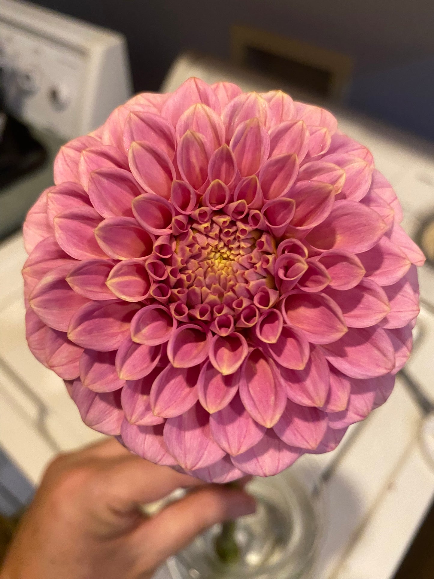 Rock Run Ashley Dahlia Tuber Formal Decorative Pink 5" Blooms