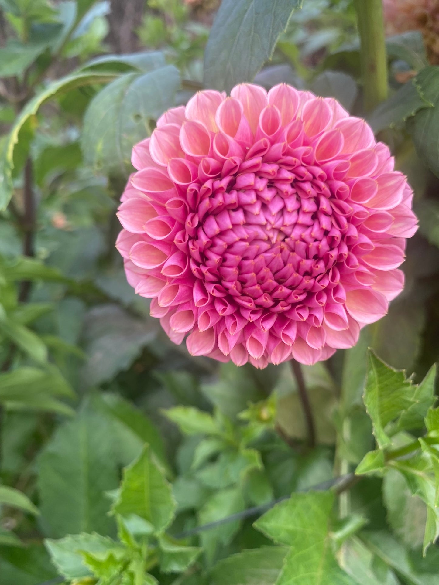 Bracken Rose Dahlia Tuber – Formal Decorative Dark Pink 4–5" Blooms