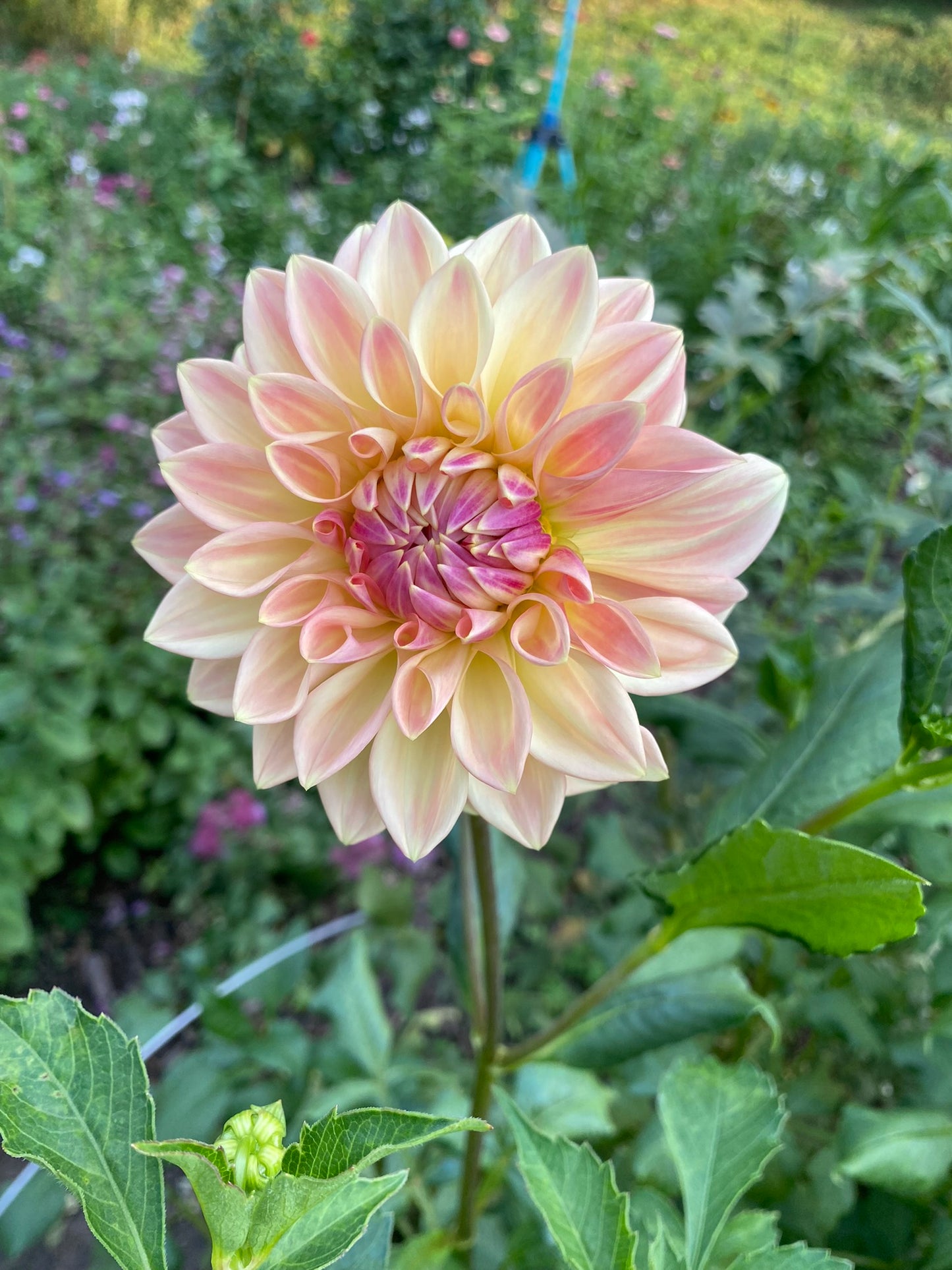 Bloomquist Alan Dahlia Tuber – Light Blend Formal Decorative, 5" Blooms