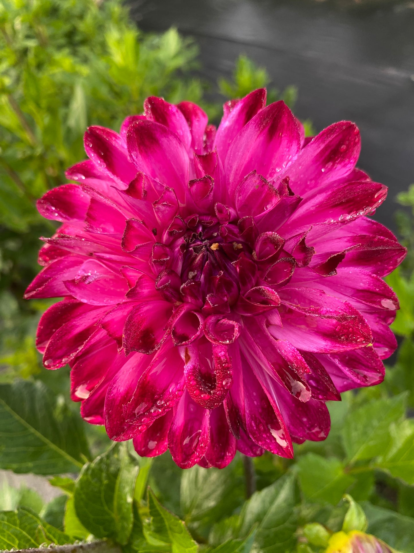 Bloomquist Vivian R Dahlia Tuber Formal Decorative Purple 4–5" Blooms