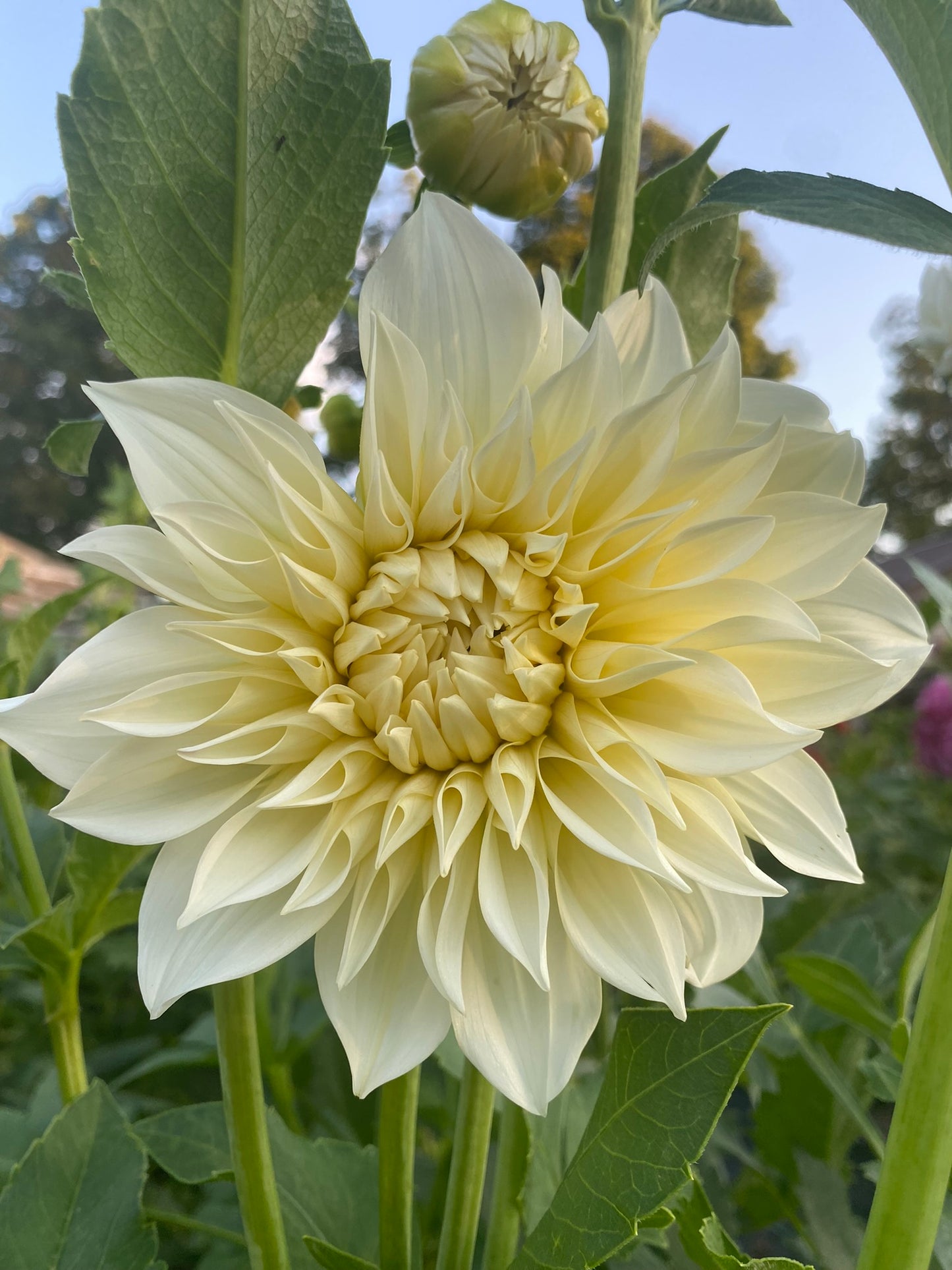 Café au Lait Supreme Dahlia Tuber – Informal Decorative Cream 8-10" Blooms
