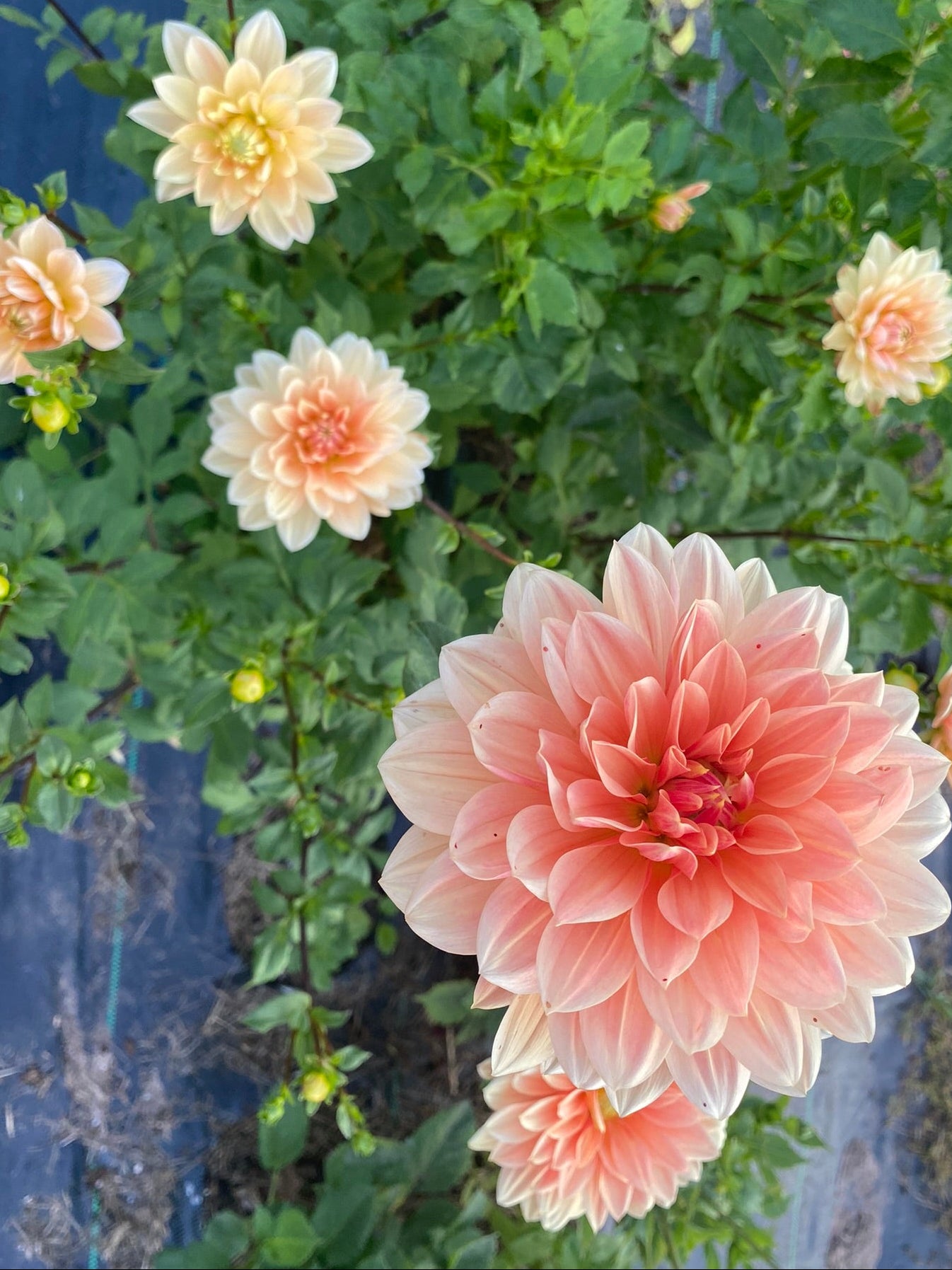 Pink and white dahlias with green leaves against a blue background