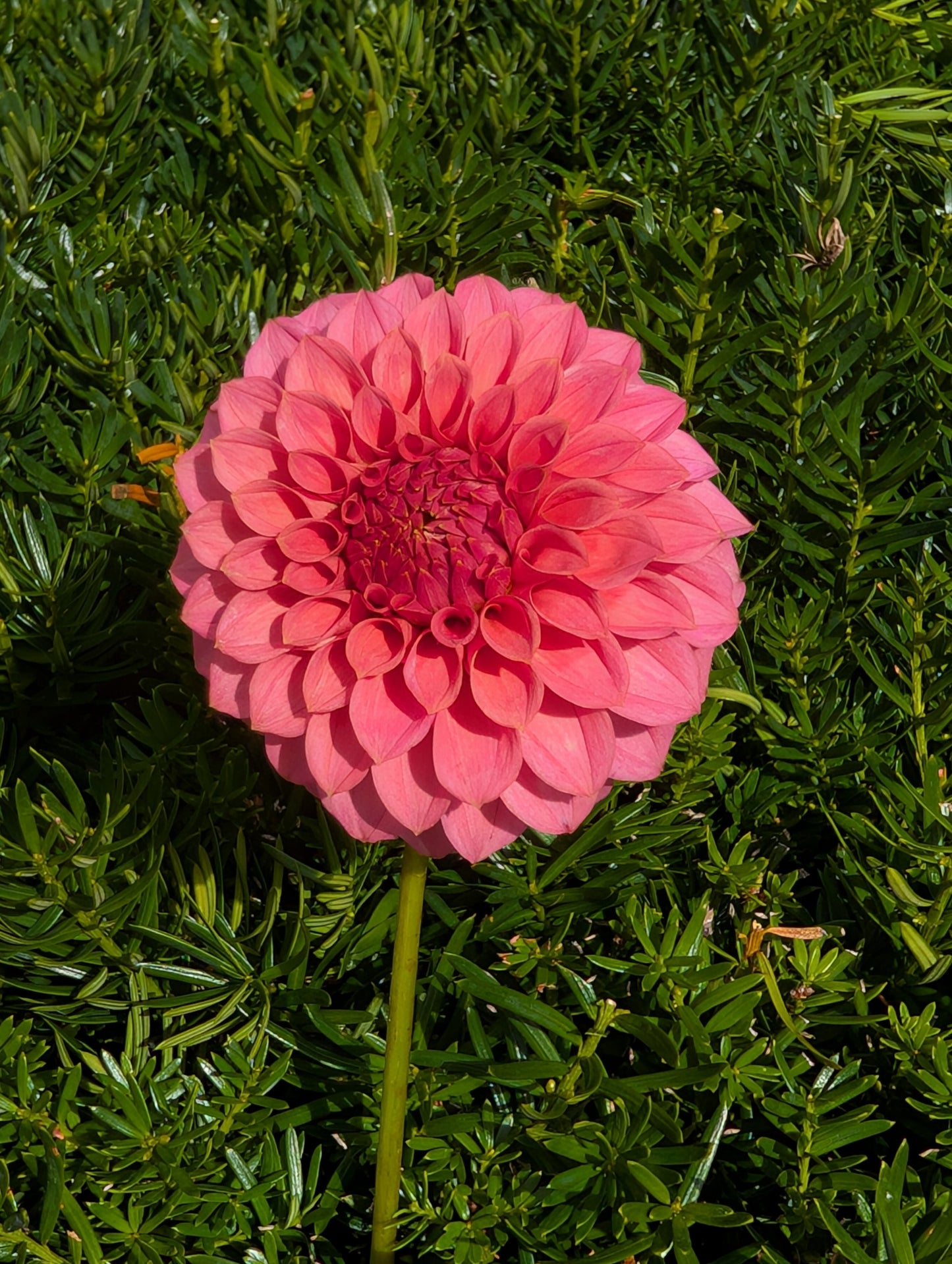 KA's Keltie Rose Dahlia Tuber – Formal Decorative Dark Pink 4–5" Blooms