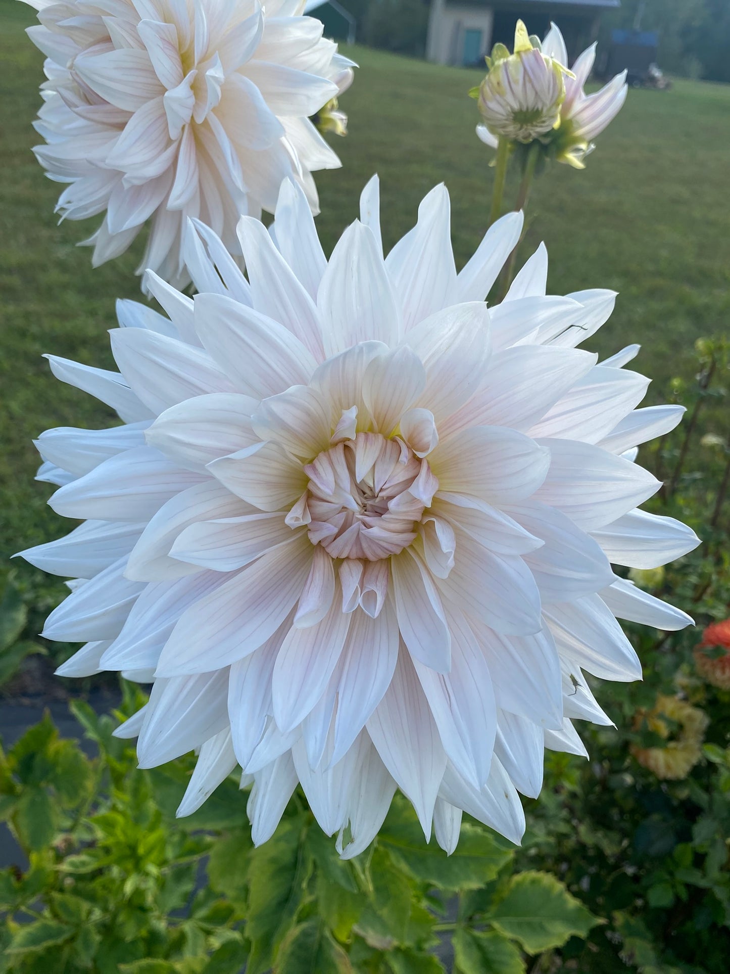 KA's Cloud Dahlia Tuber – Informal Decorative, White 5–6" Blooms