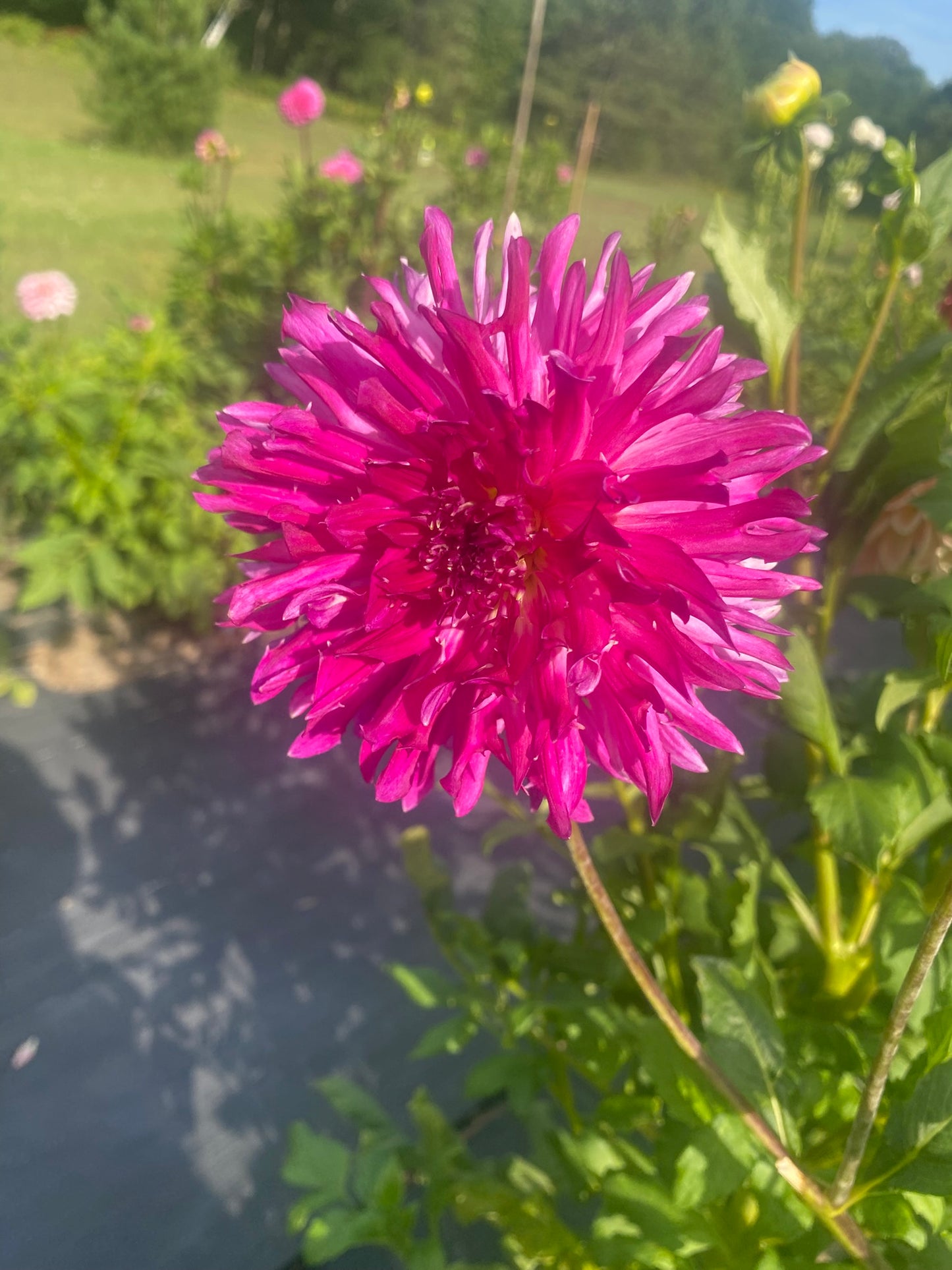 King Fu Kitty Dahlia Tuber – Novelty Full Double, Dark Blend (DB), 5–6" Blooms, ~3–4 ft