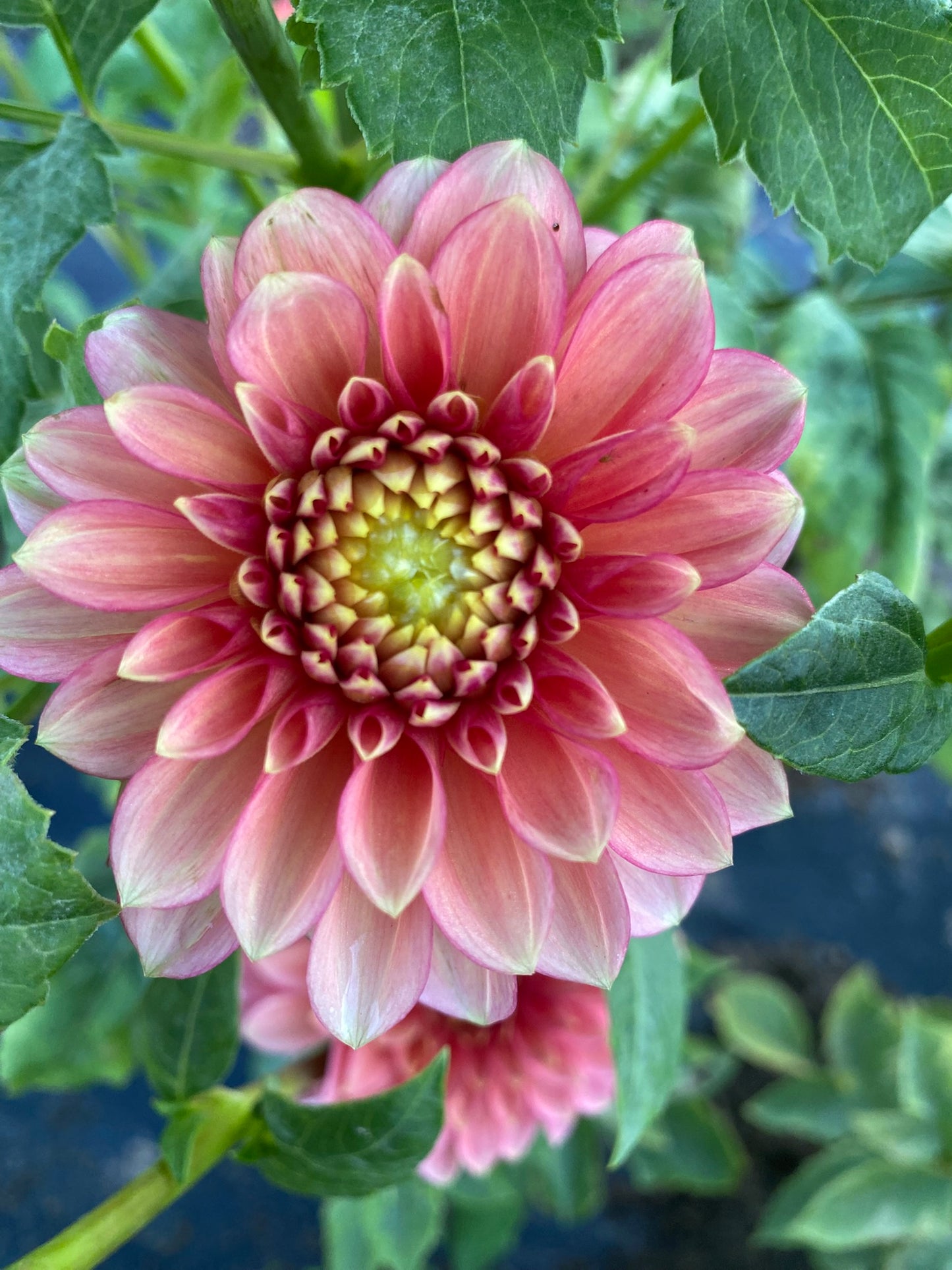 Lakeview Lucky Dahlia Tuber – Formal Decorative, Bronze 5" Blooms