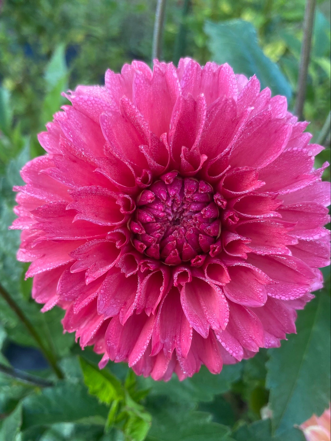 Pink flower with water droplets on green leaves