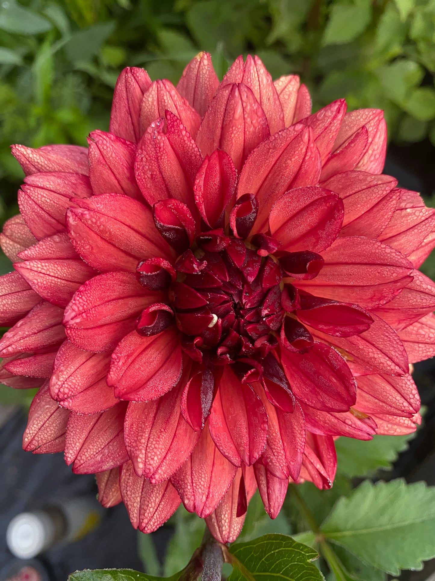 Missis Miley Dahlia Tuber – Waterlily, Red, 4–5" Blooms