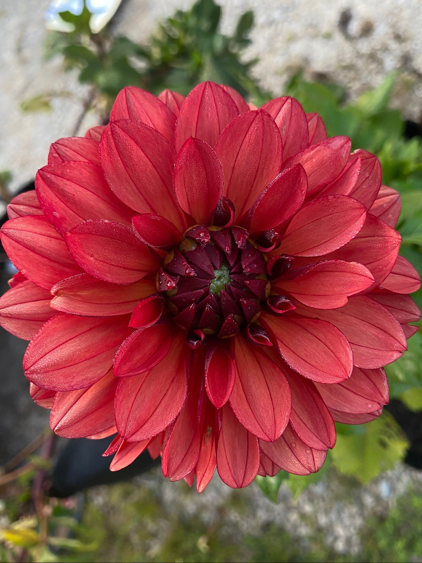 Close-up of a red dahlia flower with a blurred background