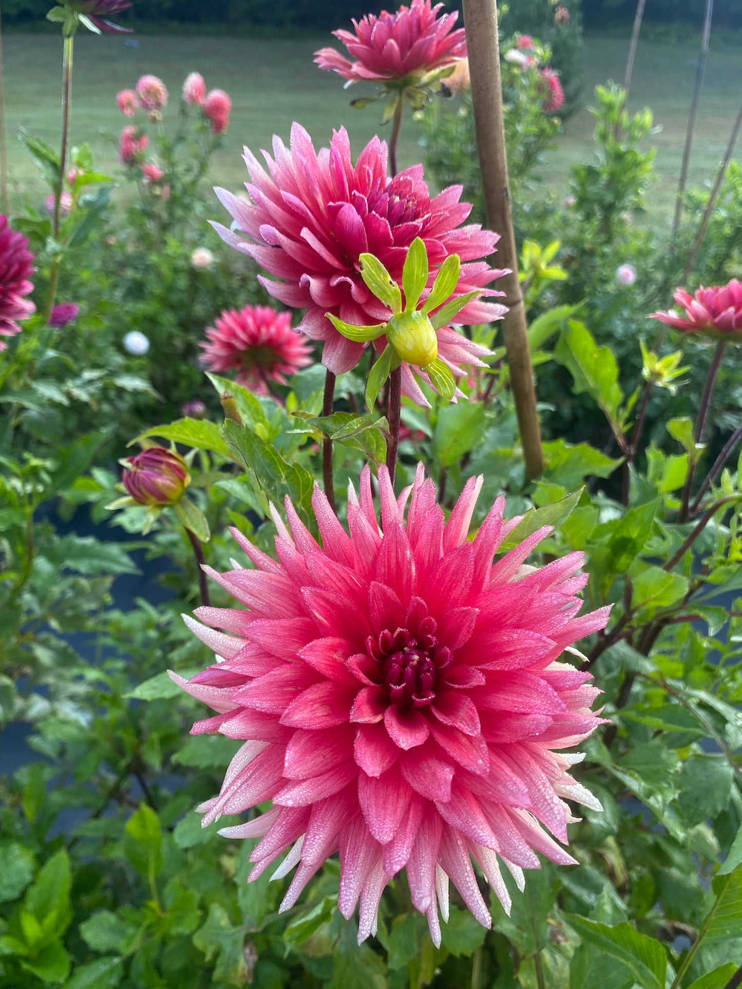 N-Force Dahlia Tuber – Informal Decorative Dark Blend 5–6" Blooms