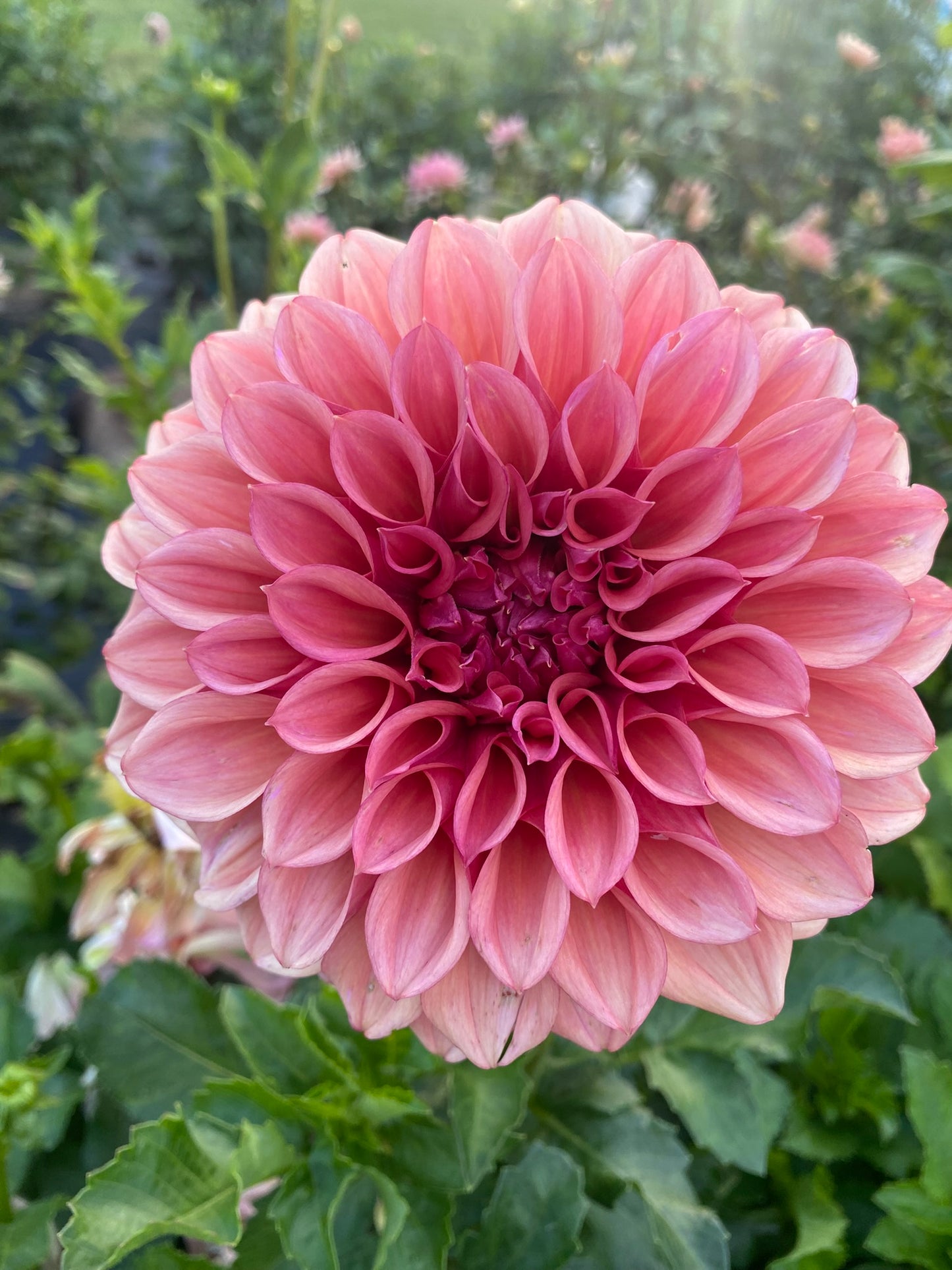 Orange Globe Dahlia Tuber – Formal Decorative Orange 6" Blooms