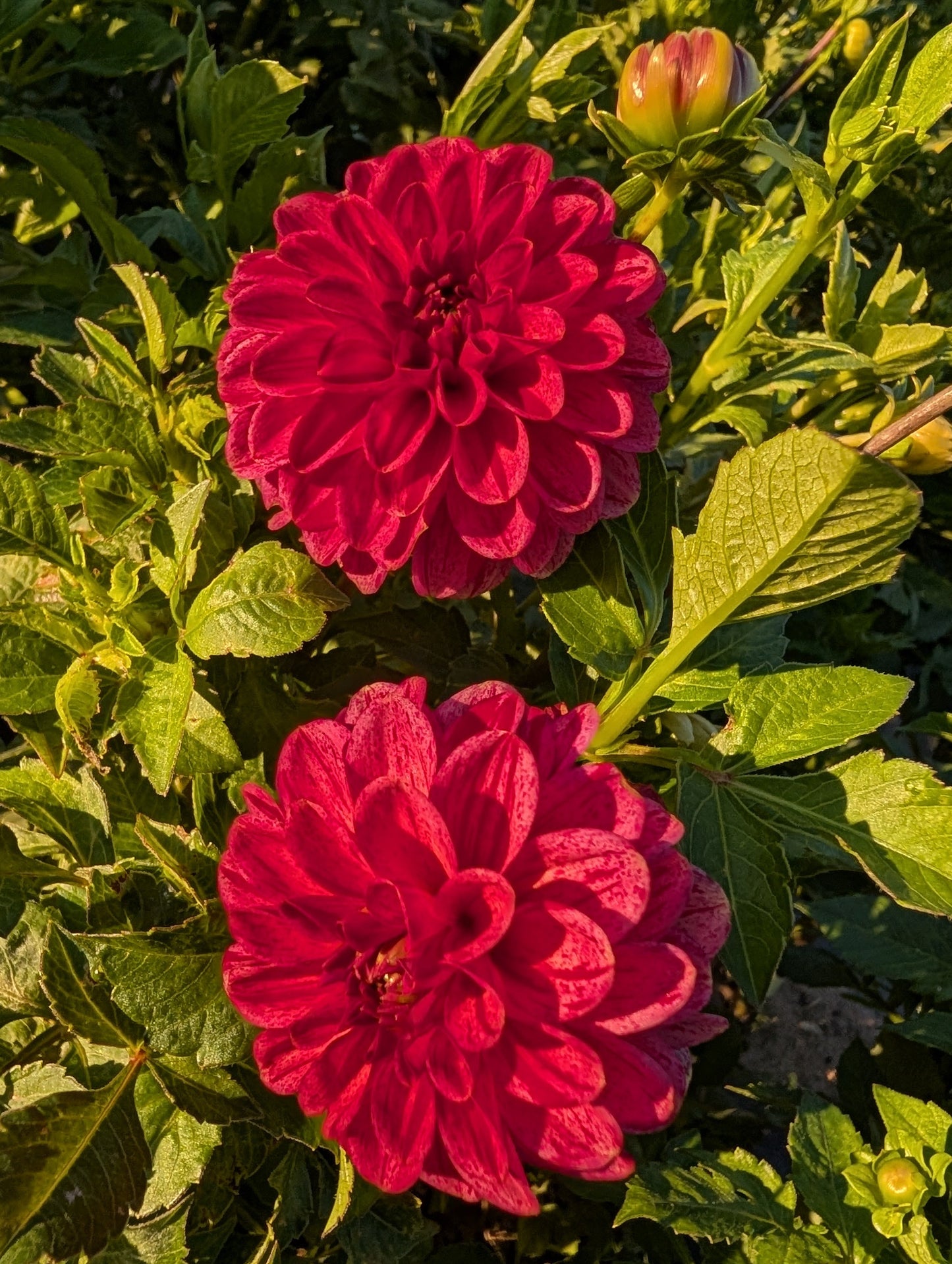 Two vibrant pink flowers with green leaves in a garden setting