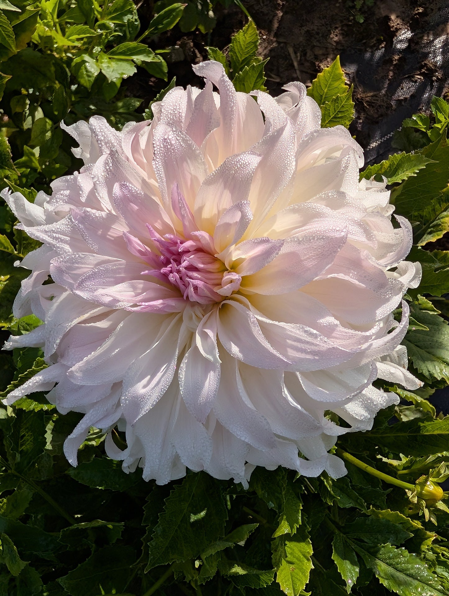 Shiloh Noelle Dahlia Tuber Informal Decorative Lavender-Pink 8–10" Blooms