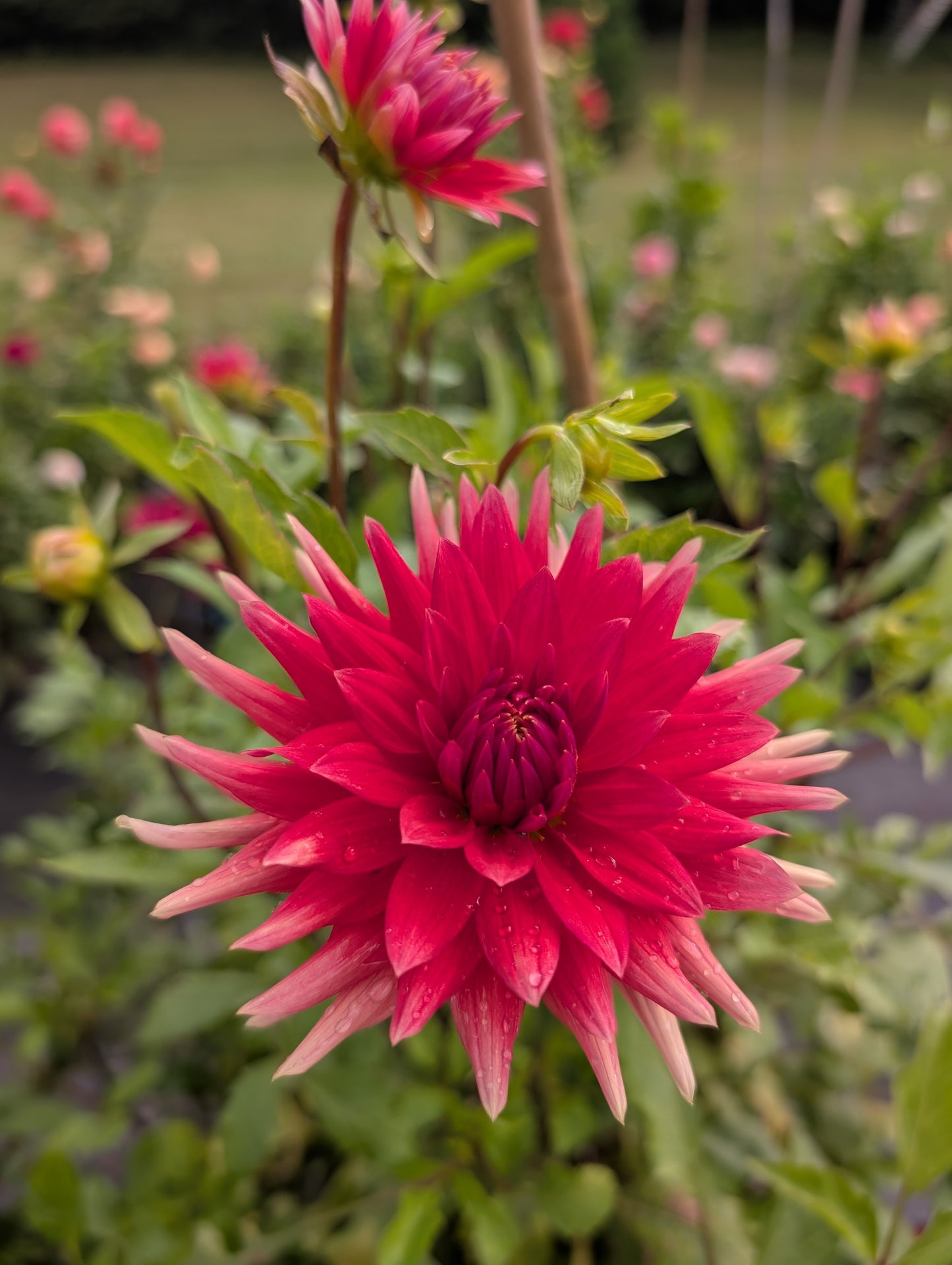 Enchantress Dahlia Tuber – Semi Cactus Dark Blend 5–6" Blooms