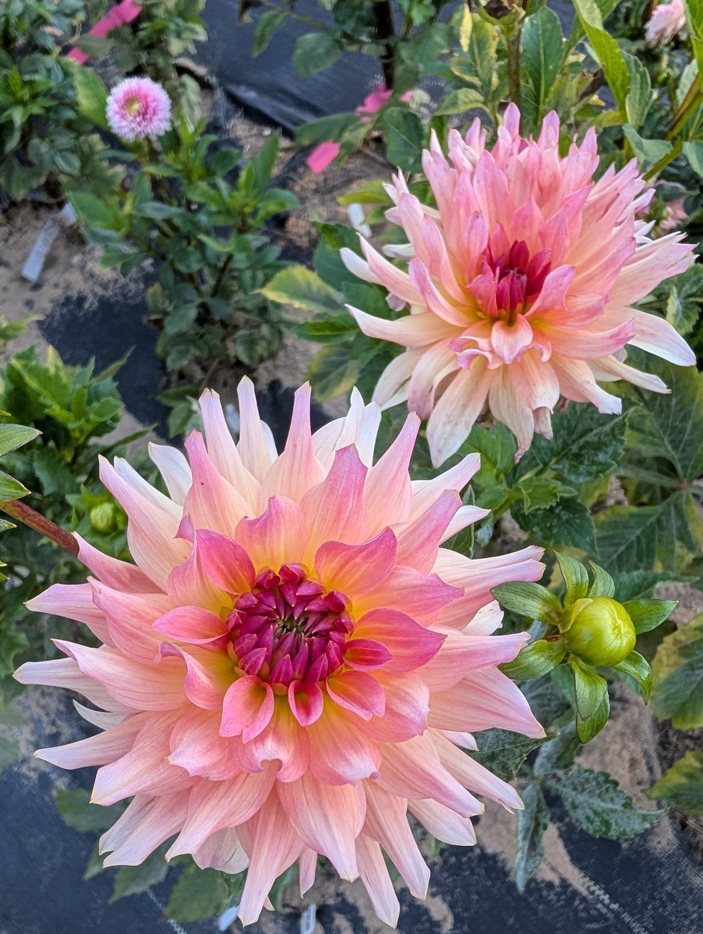 Two pink flowers with a blurred green background