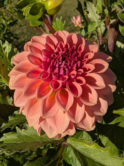 Pink flower with green leaves in a natural setting