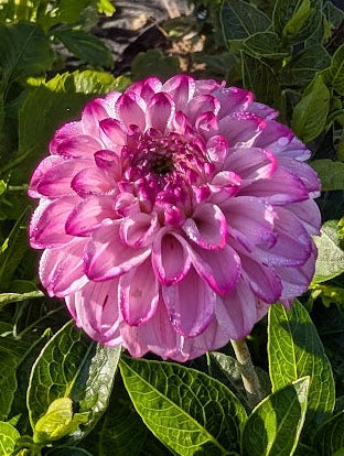 Pink flower in a garden with green leaves and a wooden path in the background